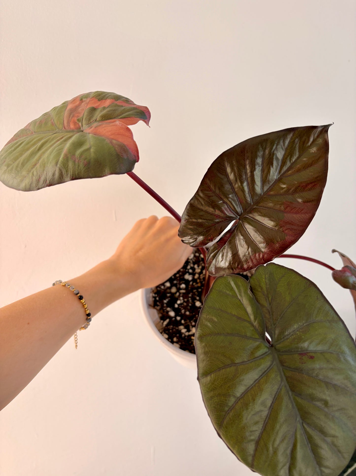 Variegated Alocasia Serendipity Pink