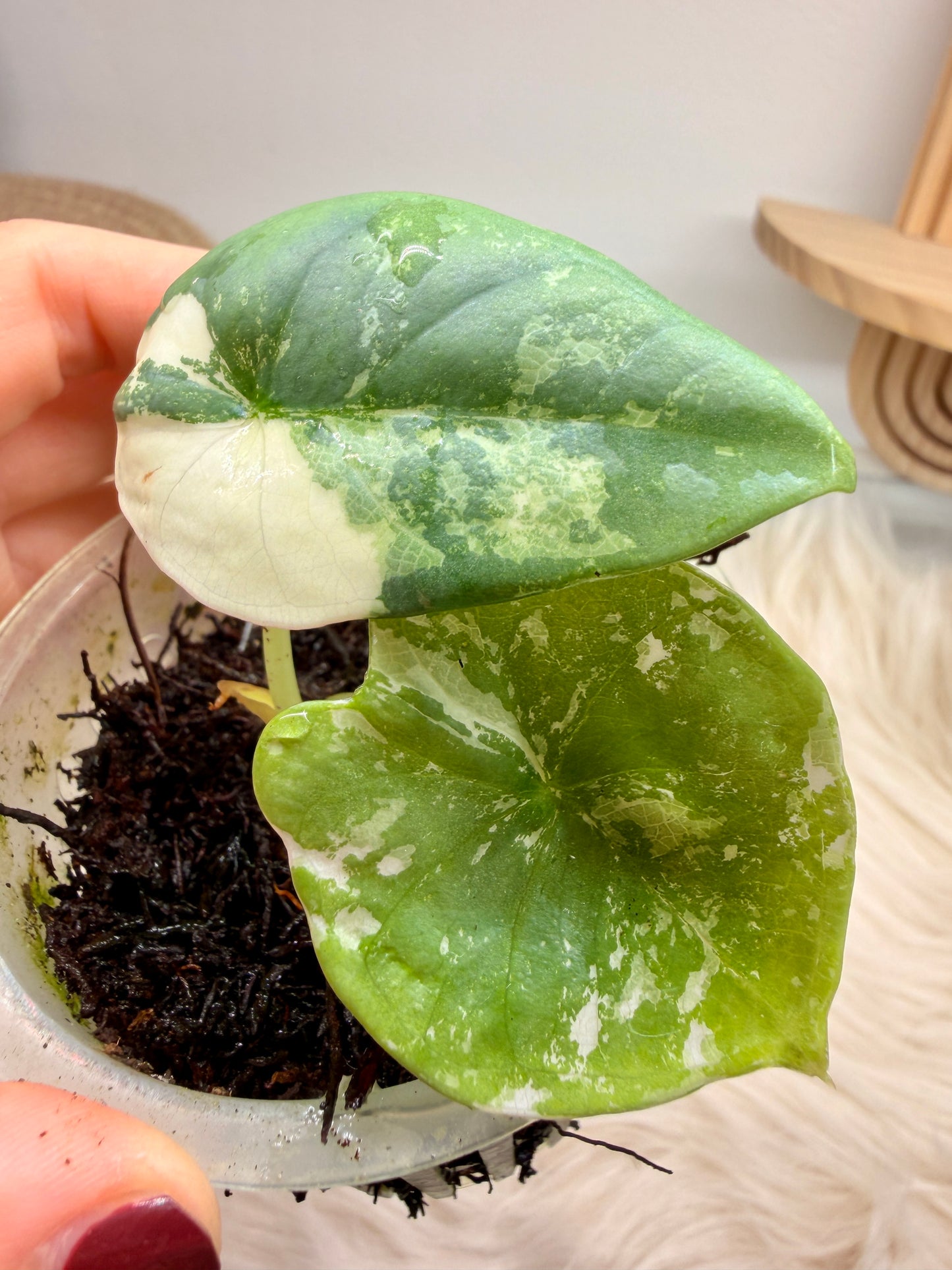 Variegated Alocasia Nebula Albo Pink