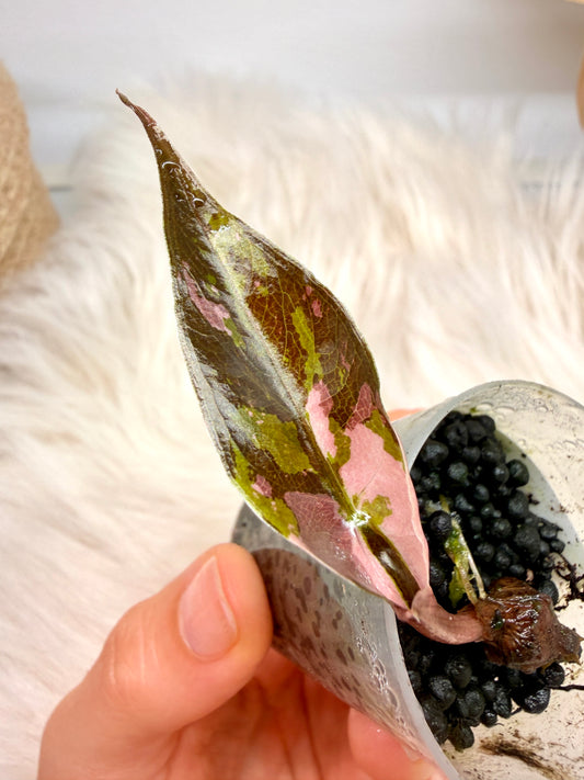 Variegated Alocasia Chantrieri Pink