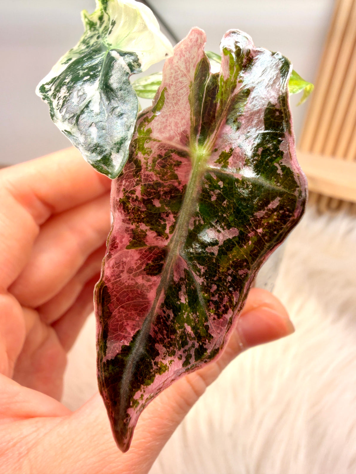 Variegated Alocasia Nobilis Pink