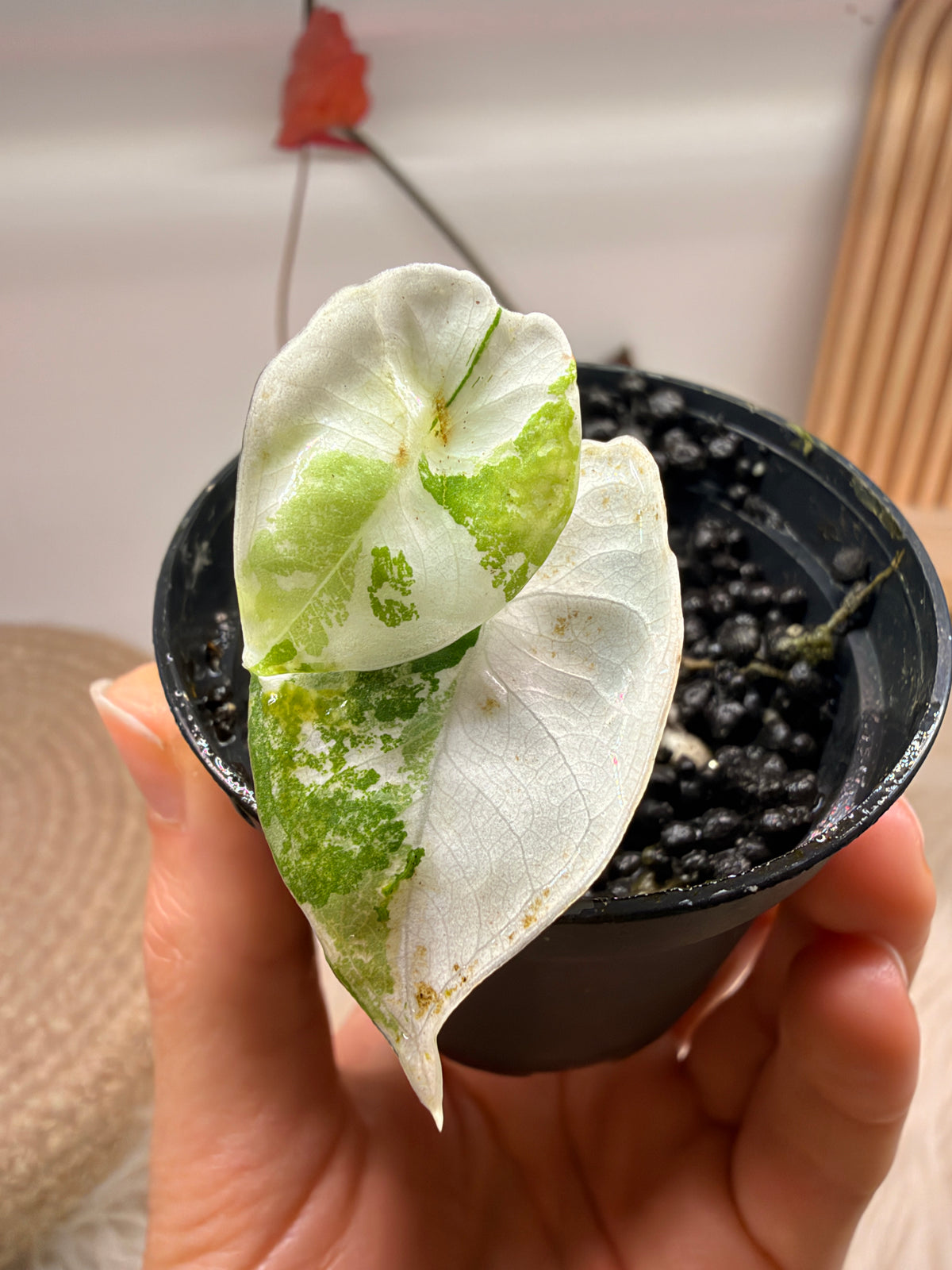 Variegated Alocasia Nebula Albo Pink