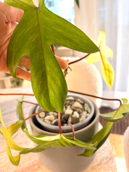 Philodendron Florida Ghost