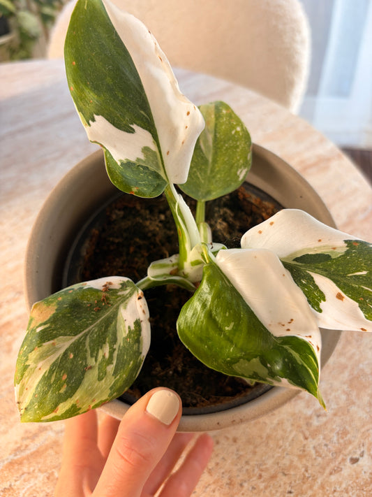 Variegated Philodendron White Princess