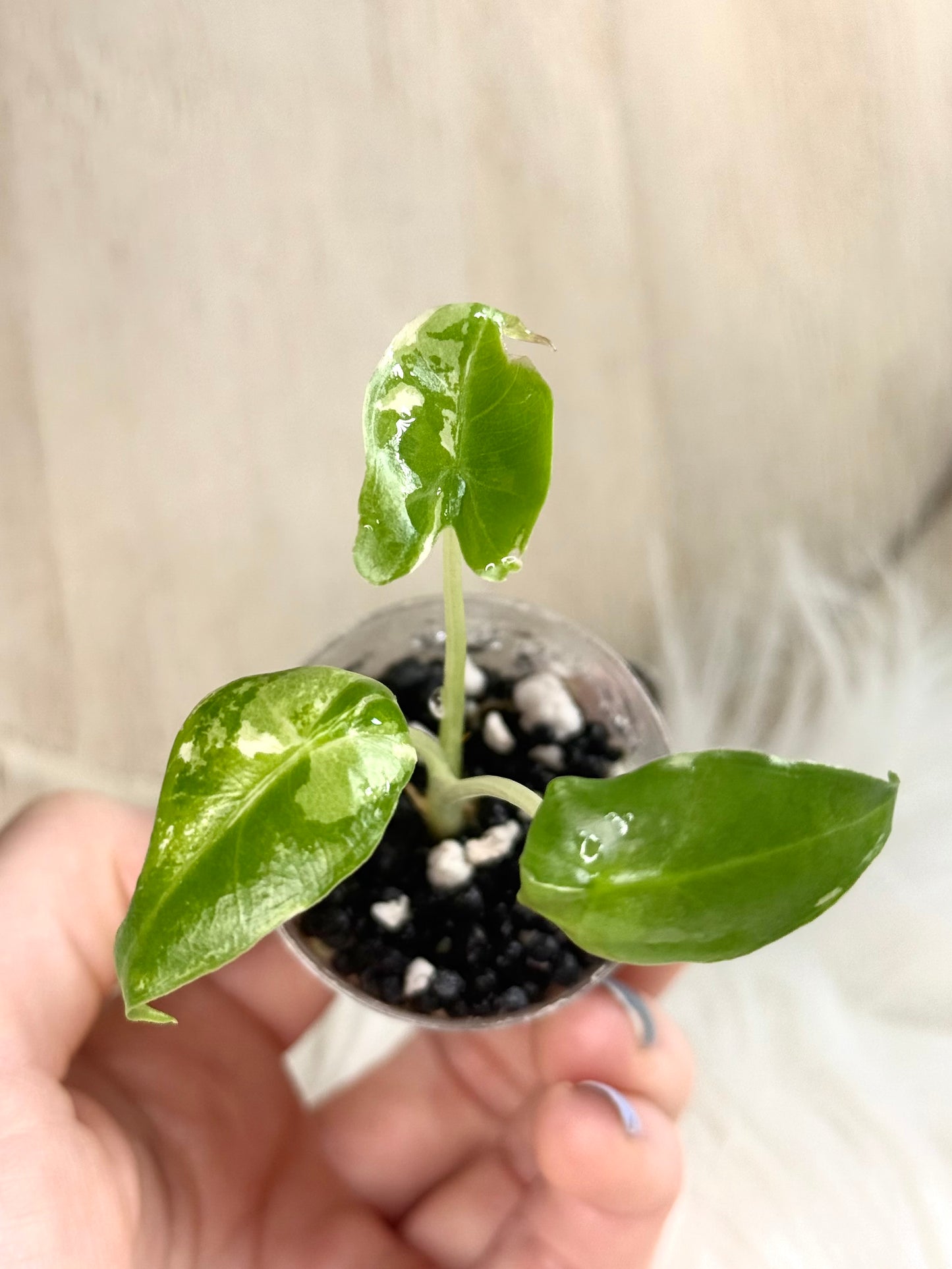 Variegated Alocasia Sarian Albo