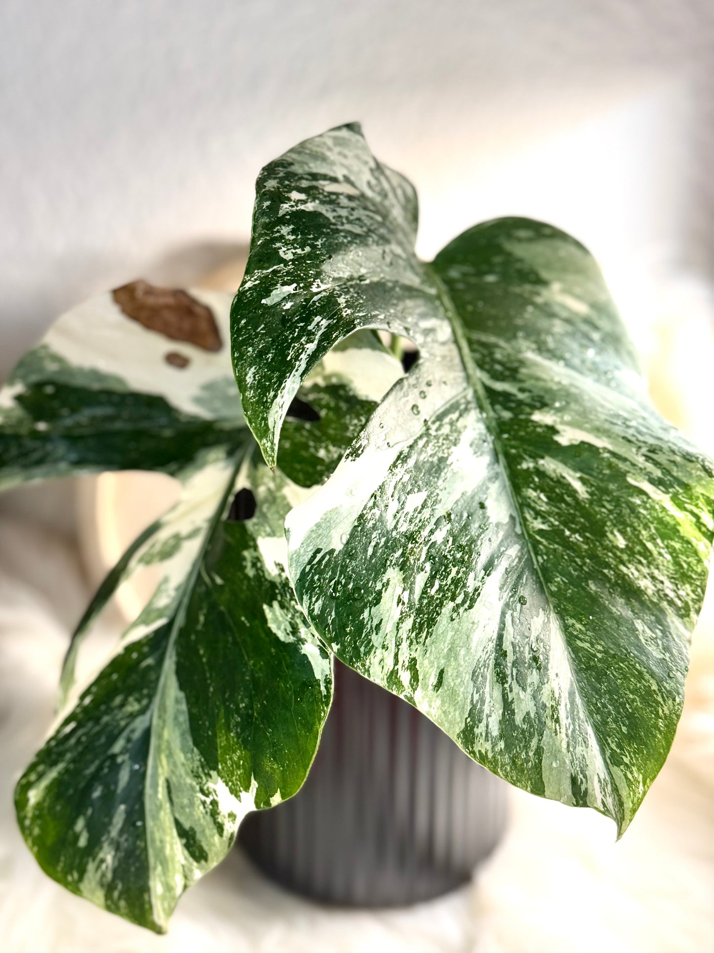 Monstera Deliciosa Variegata