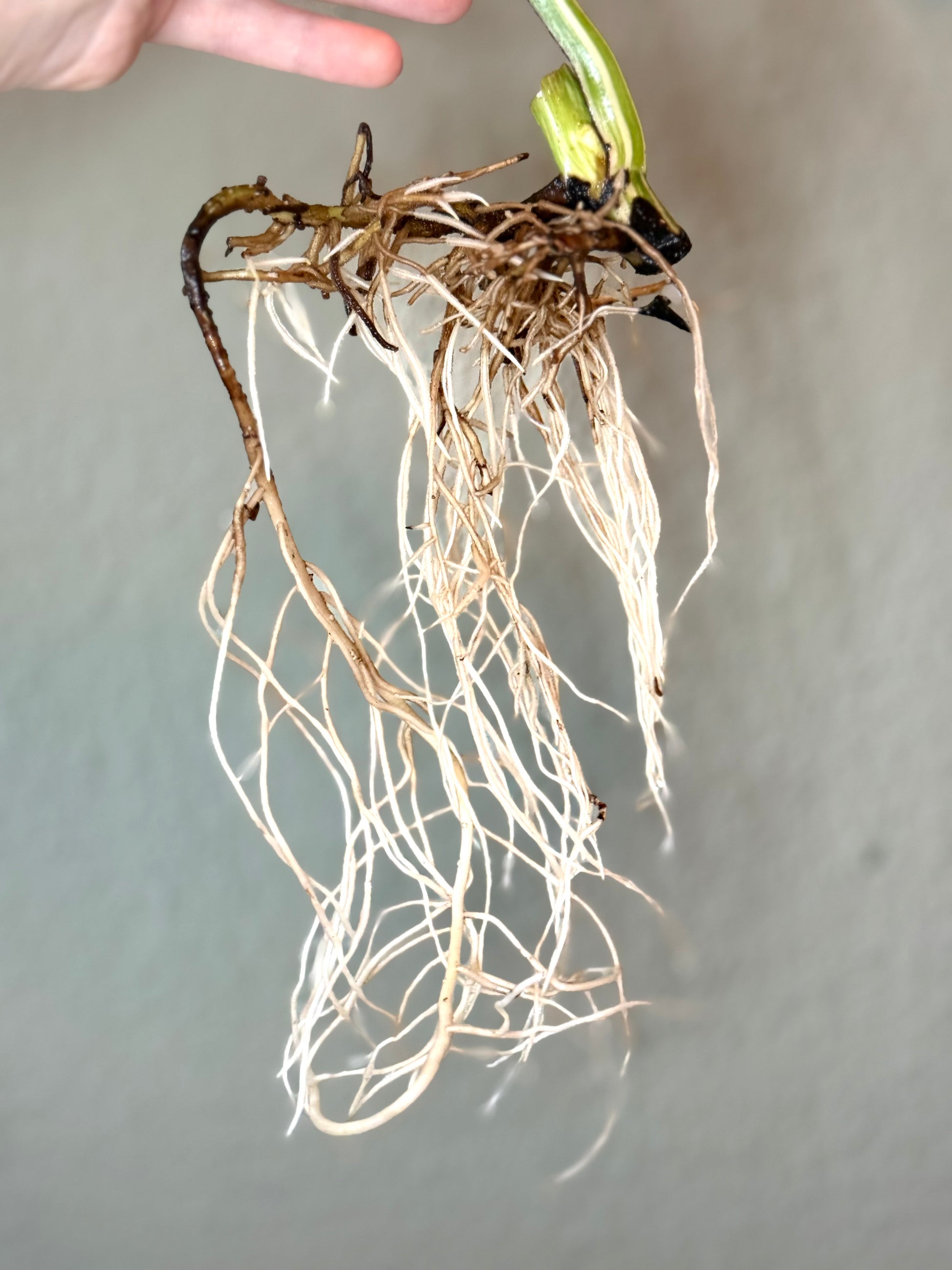 Monstera Deliciosa Variegata Roots