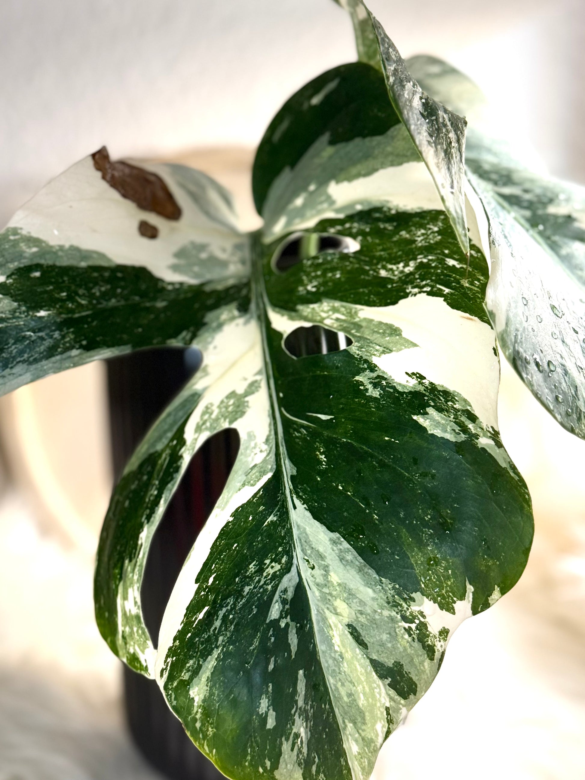 Monstera Deliciosa Variegata