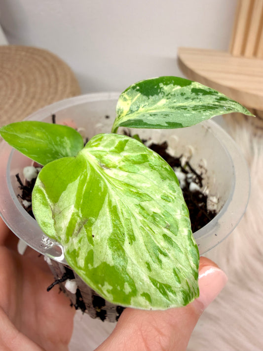 Monstera Bulbasaur Variegata