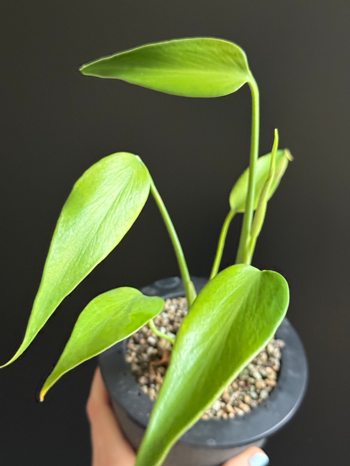 Monstera Burle Marx Flame