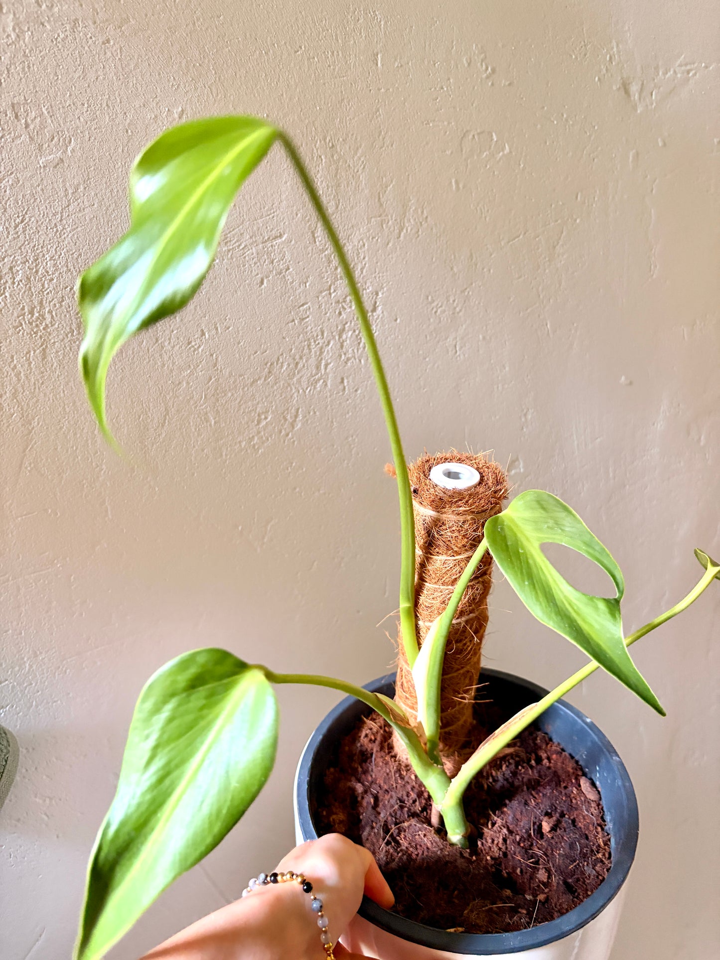 Monstera Burle Marx Flame
