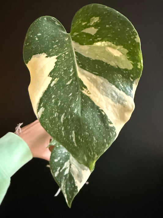 Monstera Thai Constellation