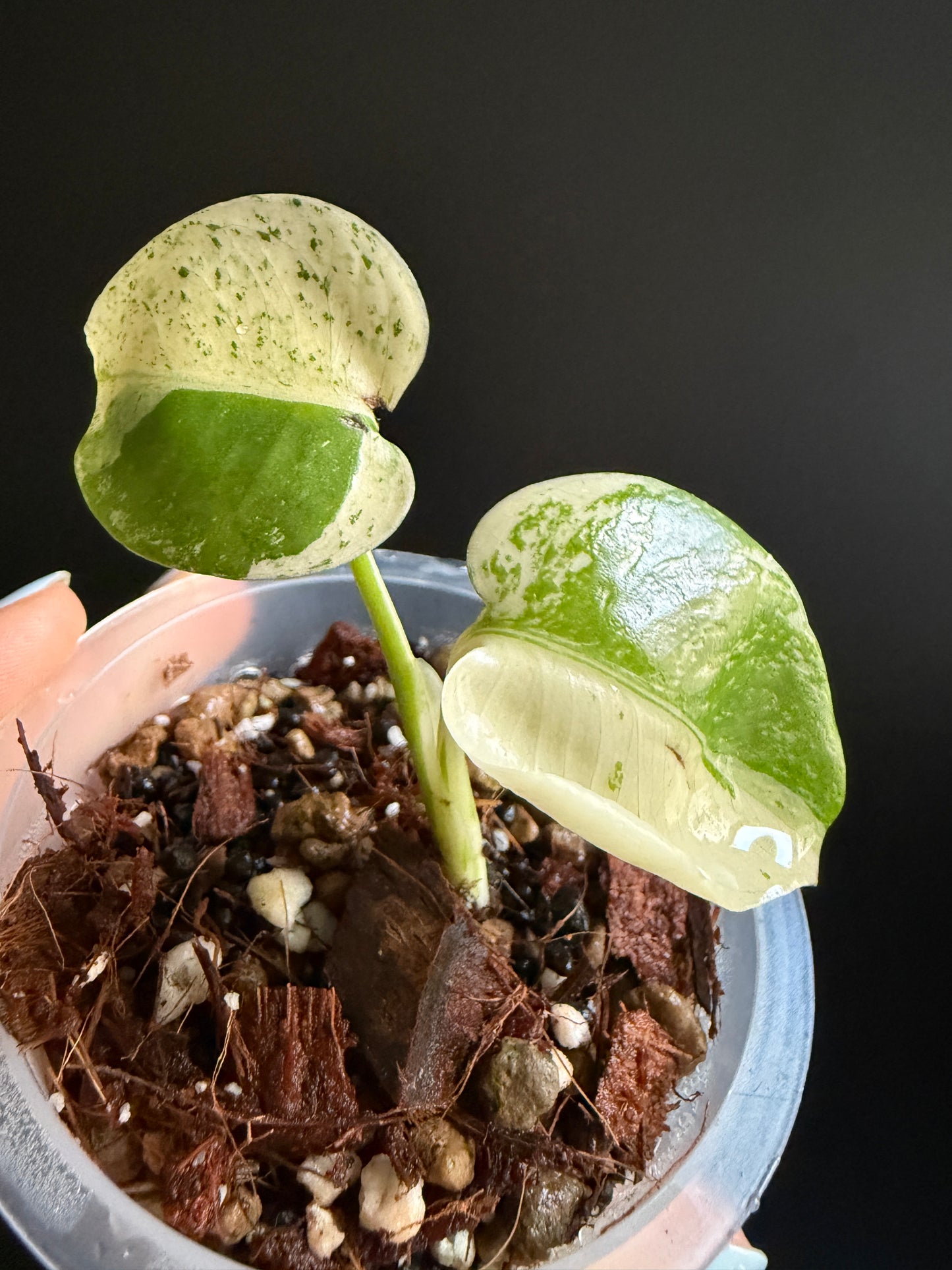 Variegated Monstera White Monster