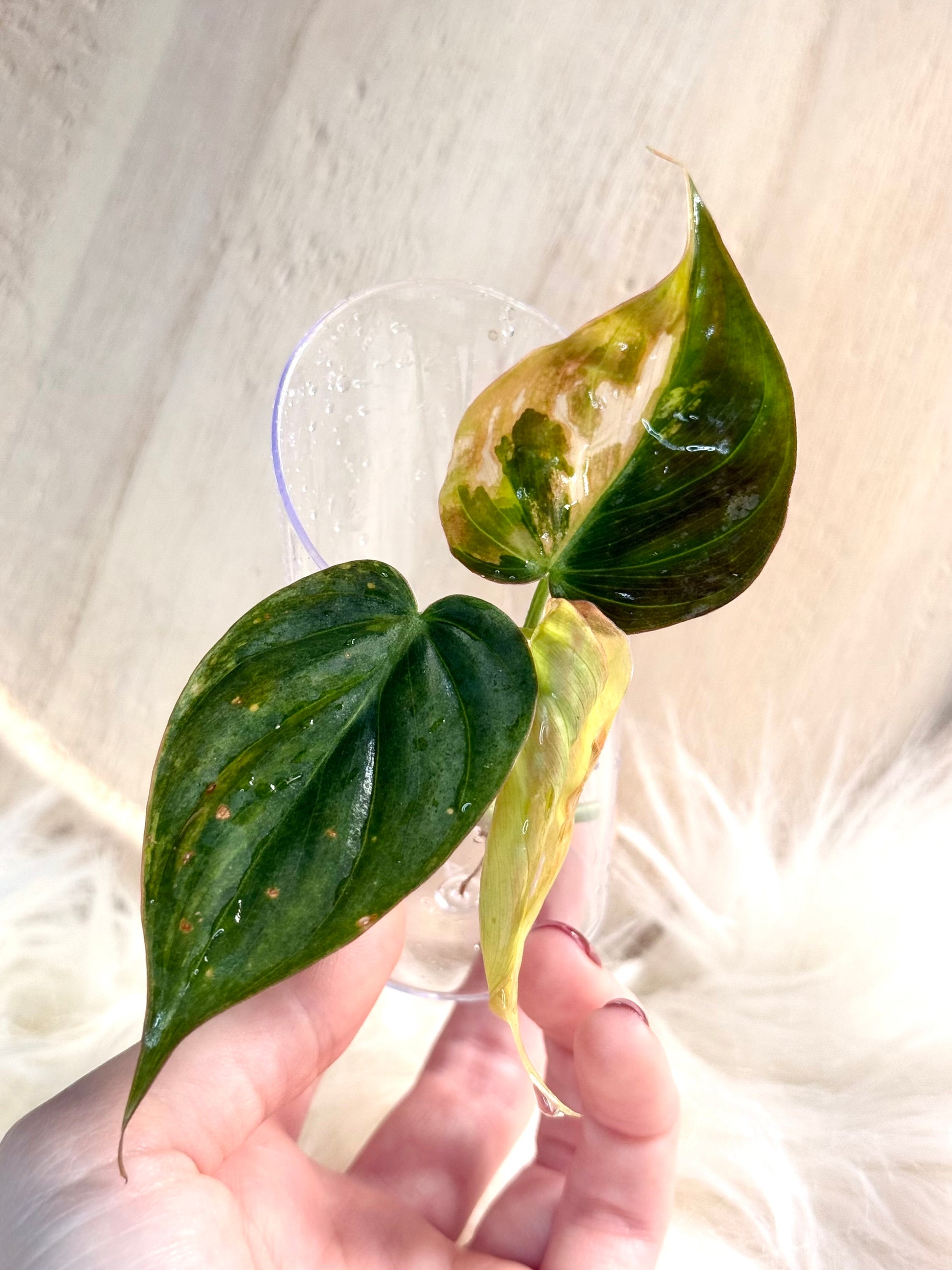 Philodendron Scandens Micans Variegata