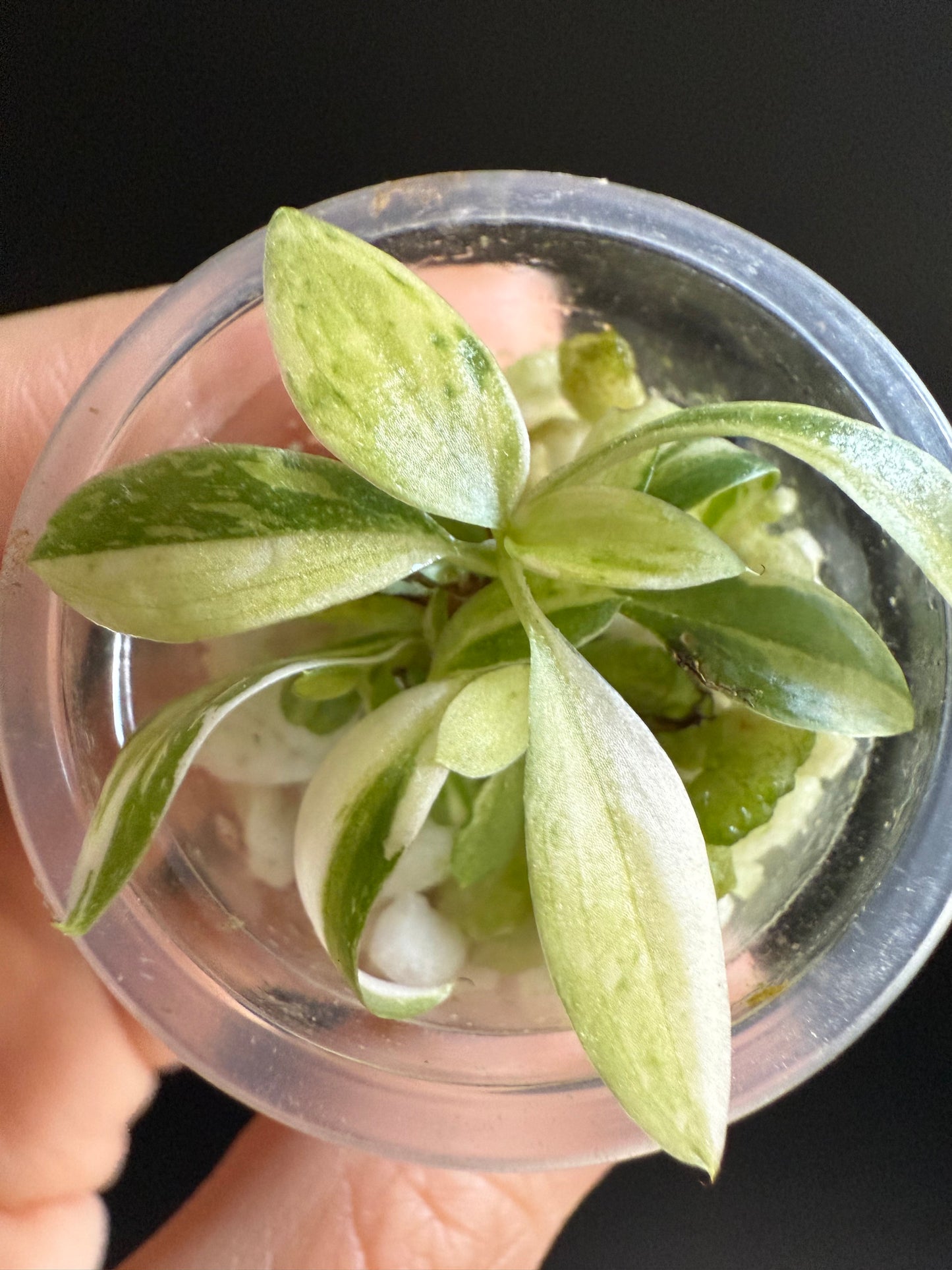 Philodendron Gloriosum Tricolour Variegata