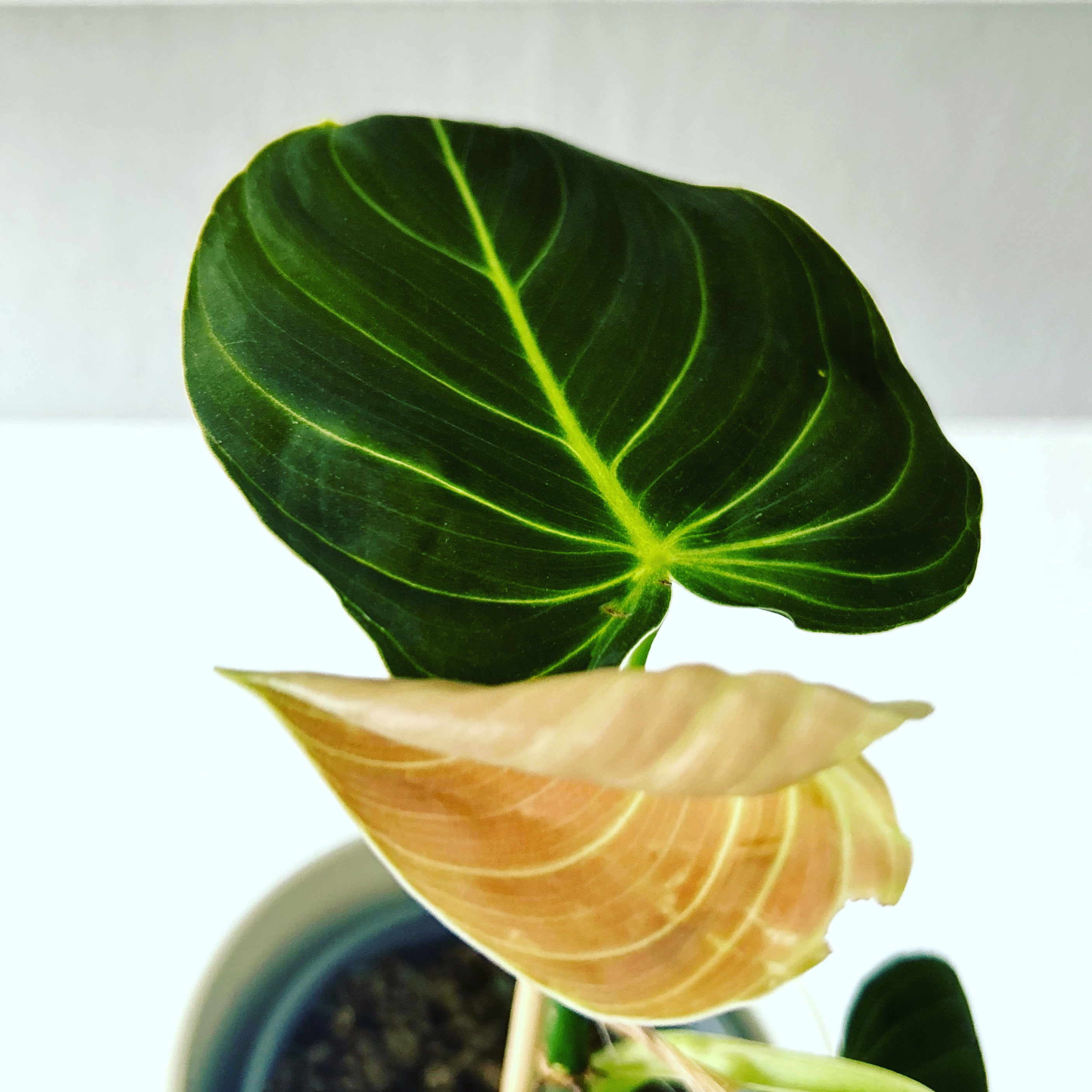 Philodendron Melanchrysum