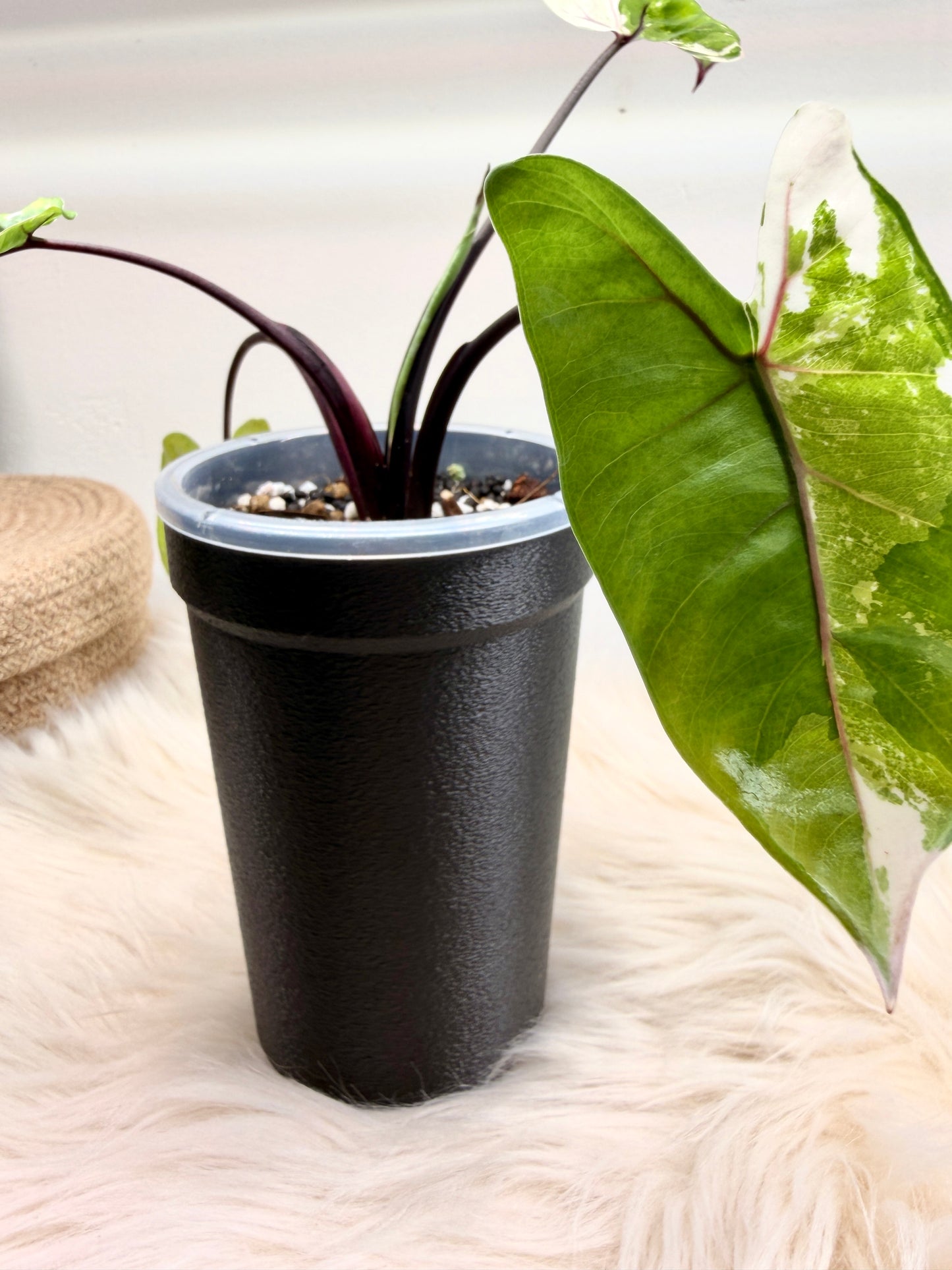 Self-Watering Aroid Pot Cover schwarz