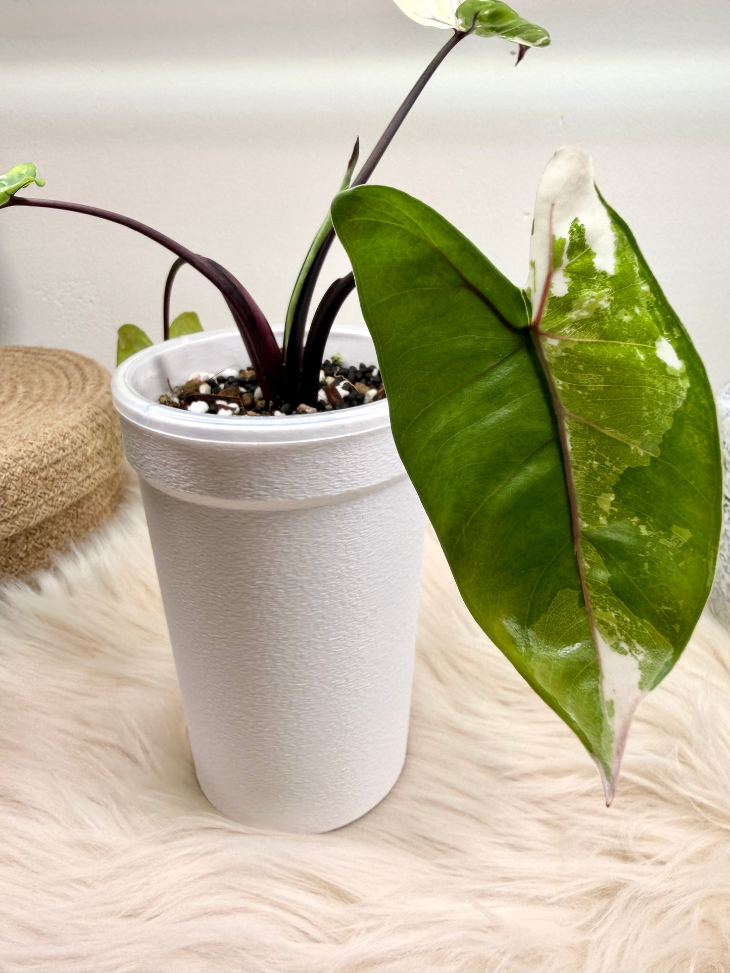 Self-Watering Aroid Pot Cover weiß