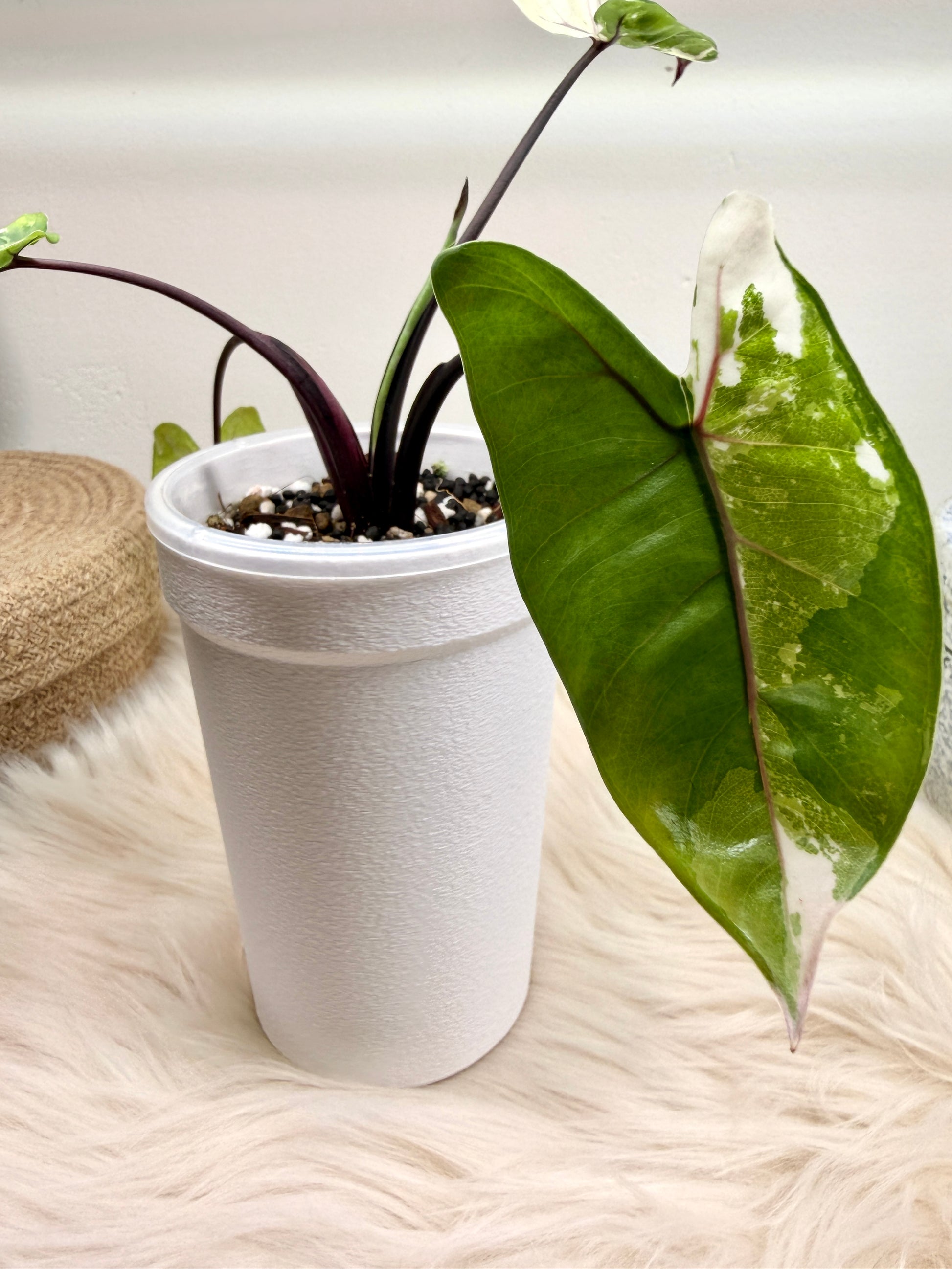 Self-Watering Aroid Pot Cover weiß