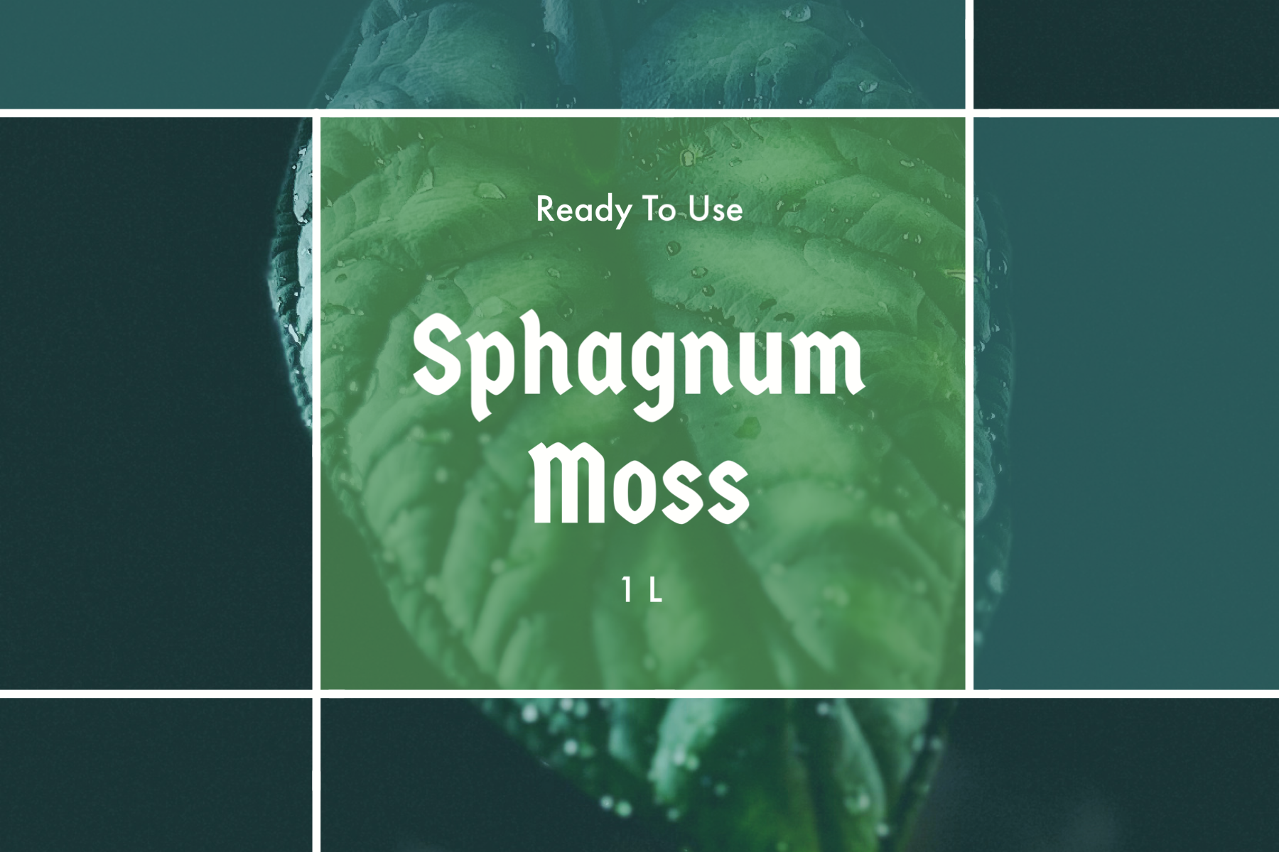 Sphagnum Moos 