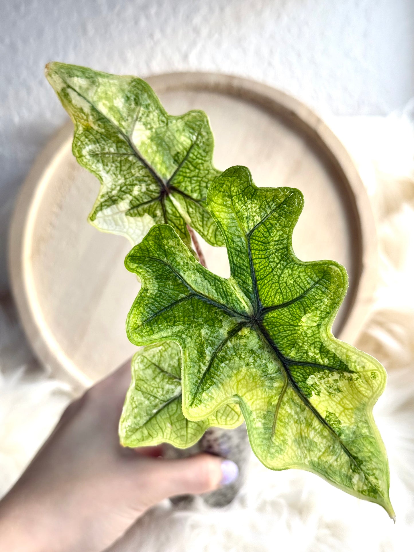 Variegated Alocasia Jacklyn Corms