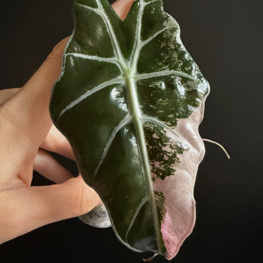 Variegated Alocasia Amazonica Albo | Pink