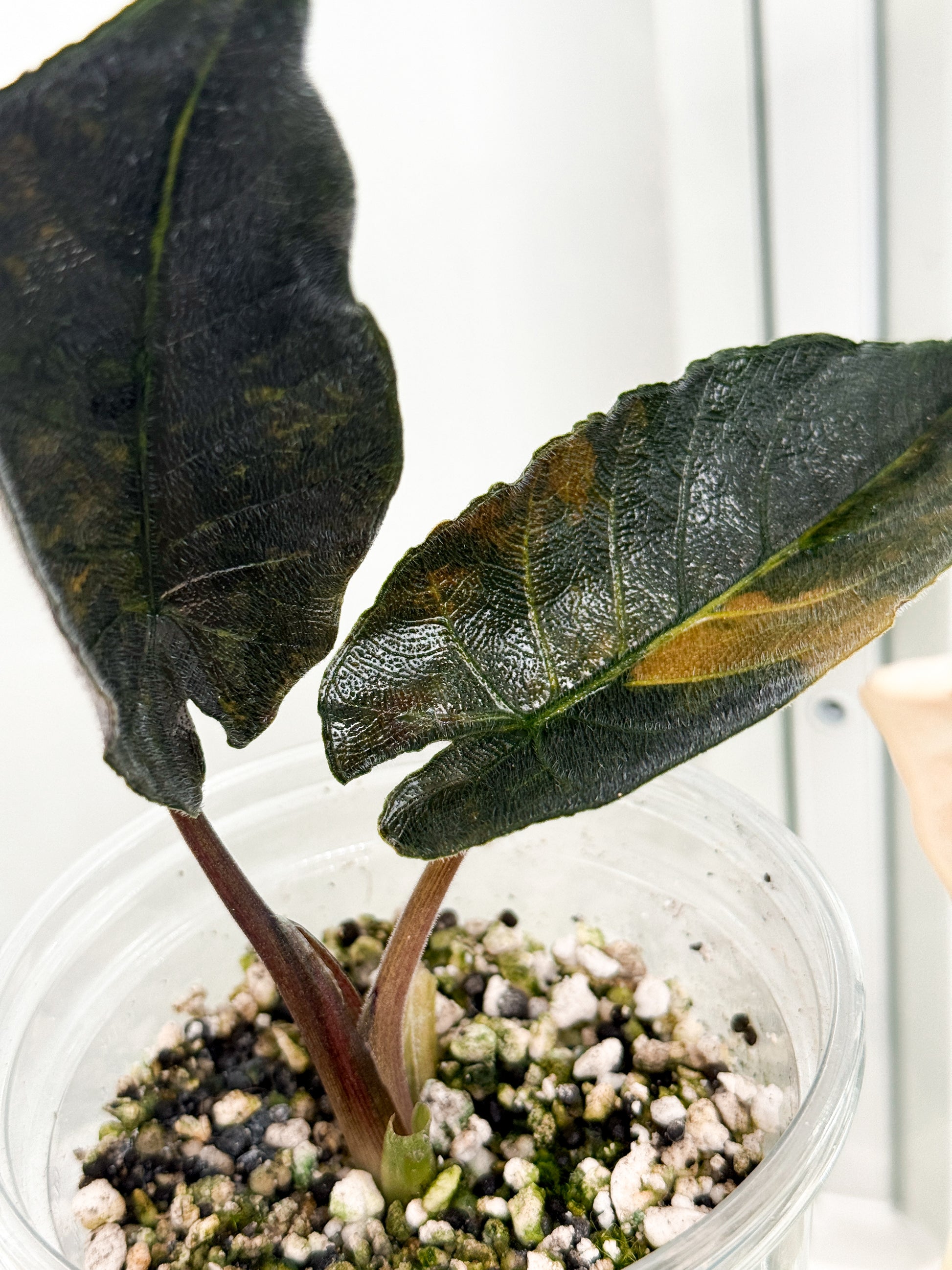 Variegated Alocasia Antoro Velvet Aurea Corms