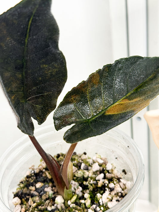 Variegated Alocasia Antoro Velvet Aurea