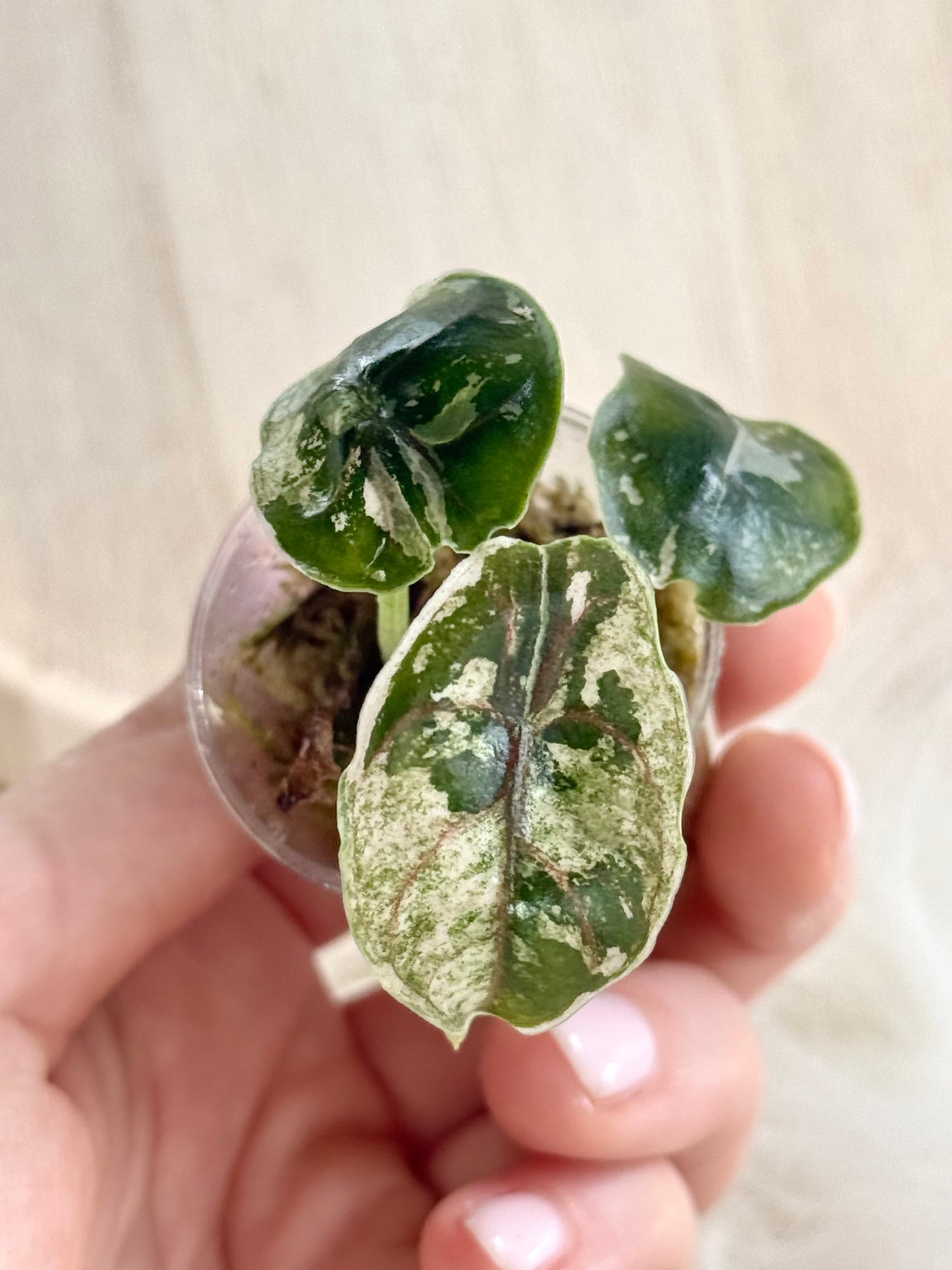 Variegated Alocasia Azlanii