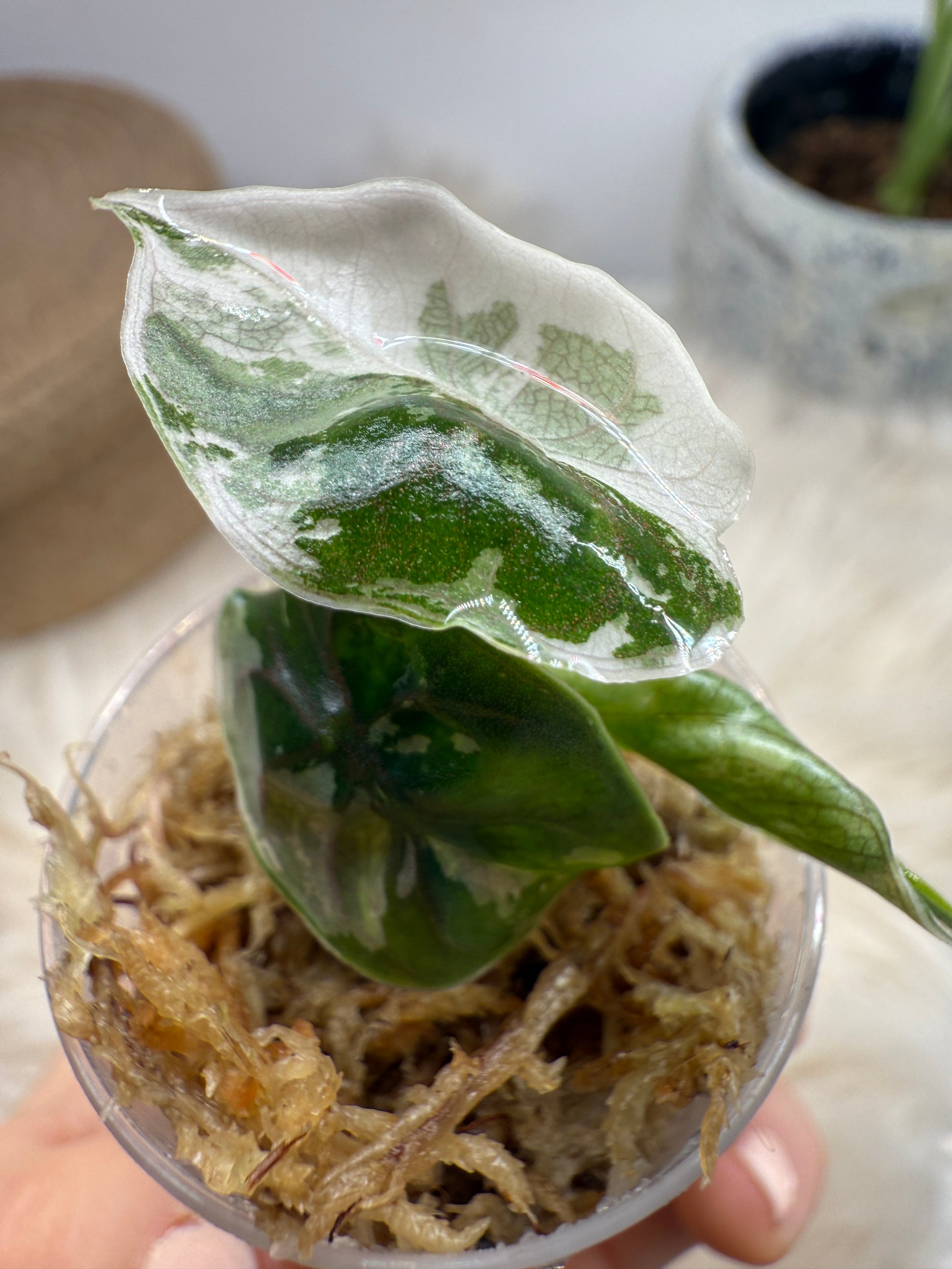 Variegated Alocasia Azlanii Albo Pink