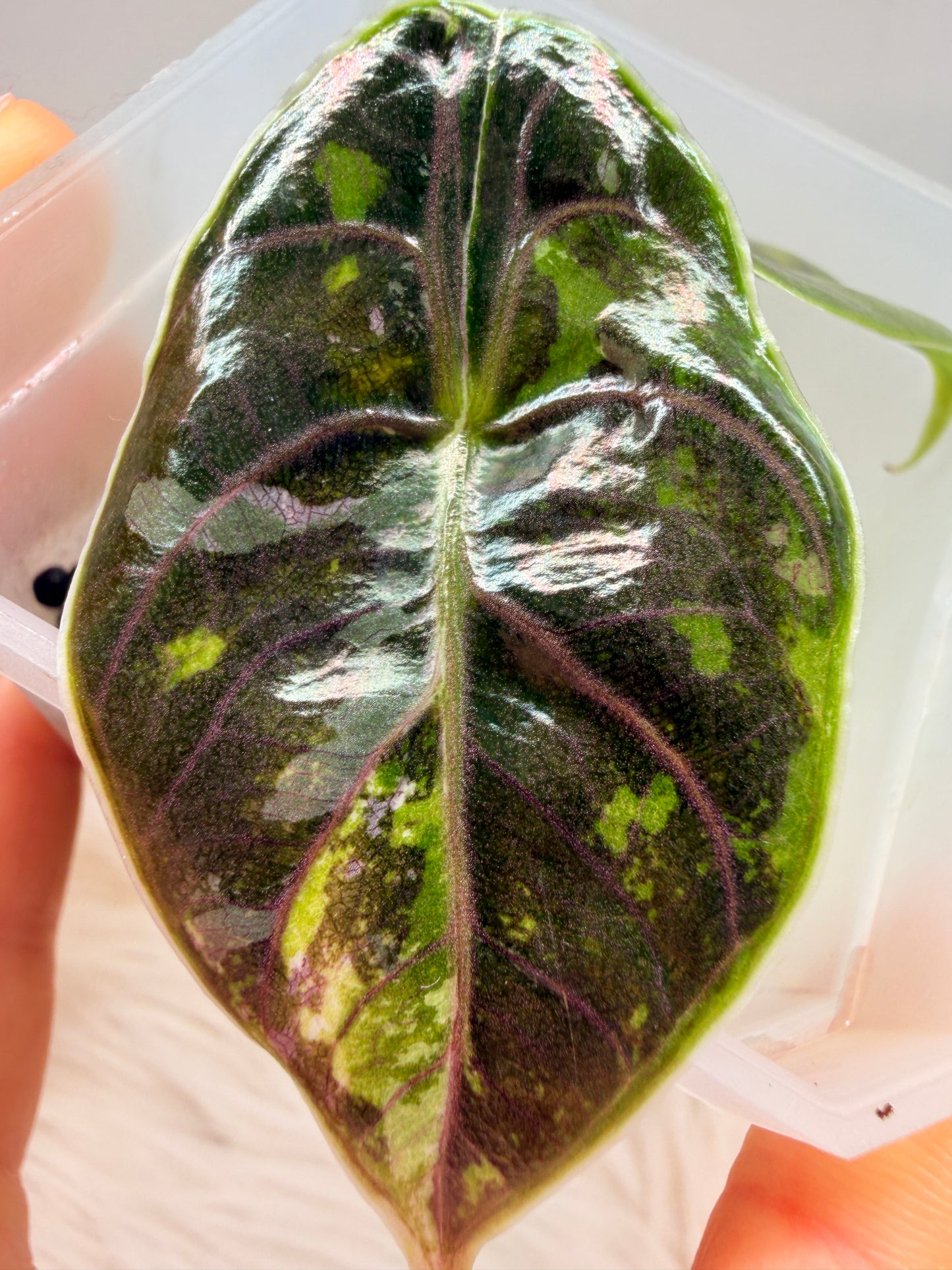 Variegated Alocasia Azlanii Aurea