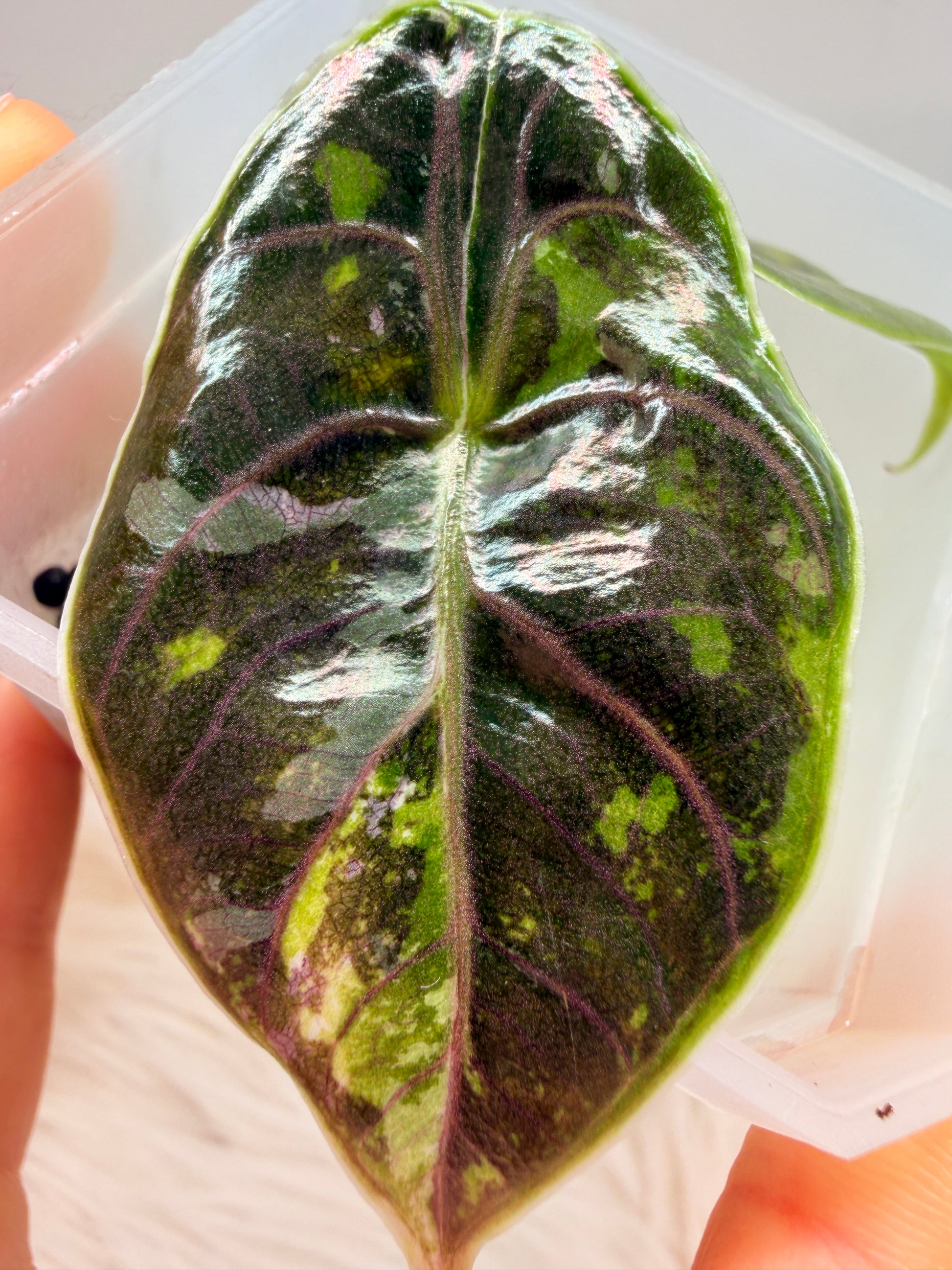 Variegated Alocasia Azlanii Aurea