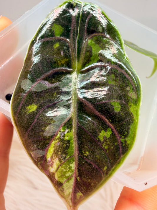 Variegated Alocasia Azlanii Aurea