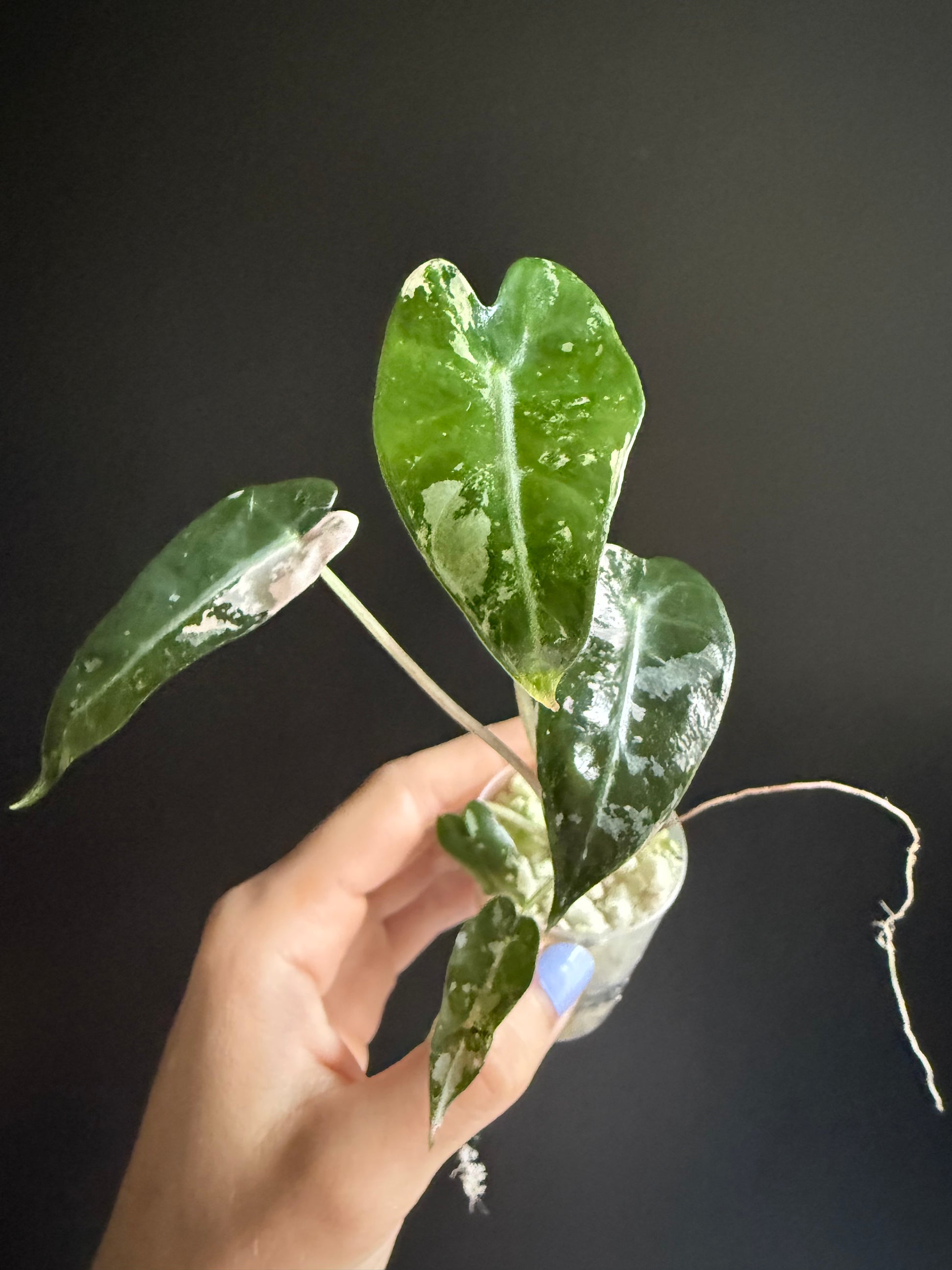 Variegated Alocasia Bambino Pink
