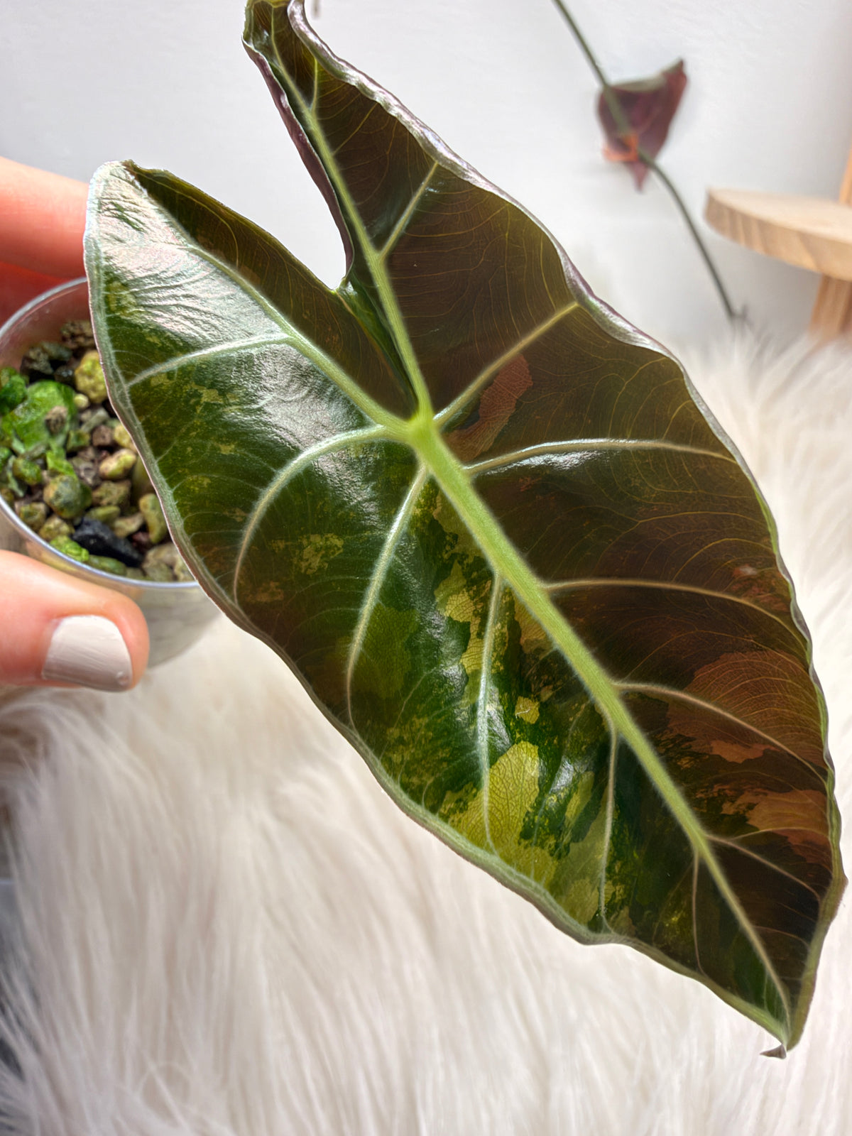 Alocasia Black Satun Pink Variegate