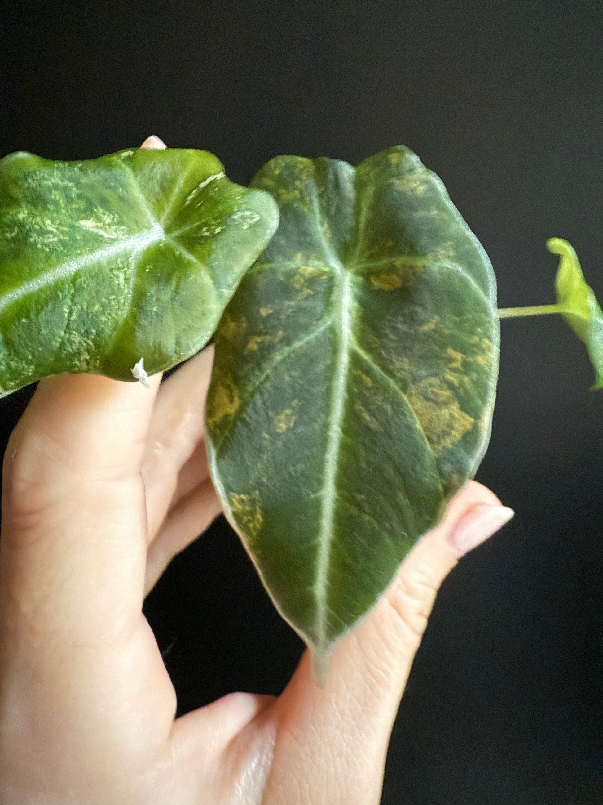 Alocasia Black Velvet Gold Variegata
