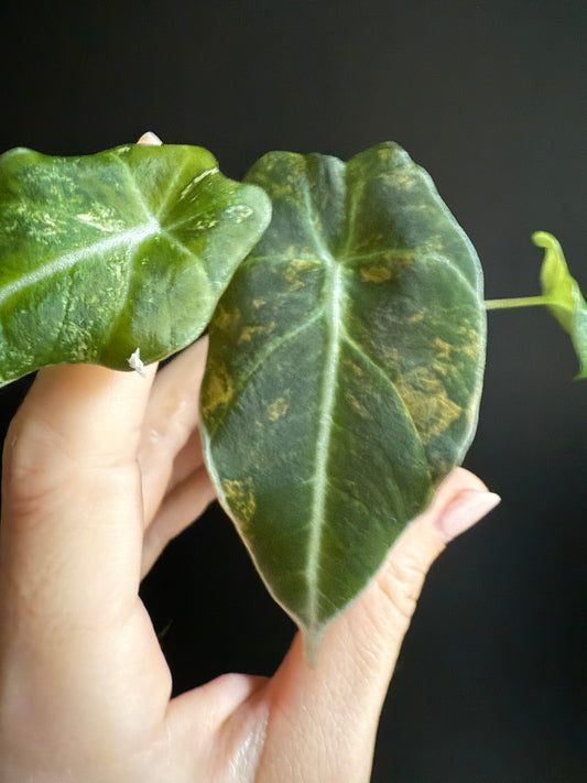 Alocasia Black Velvet Gold Variegata