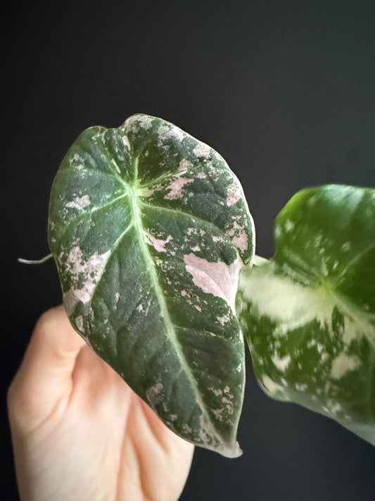 Variegated Alocasia Black Velvet Pink