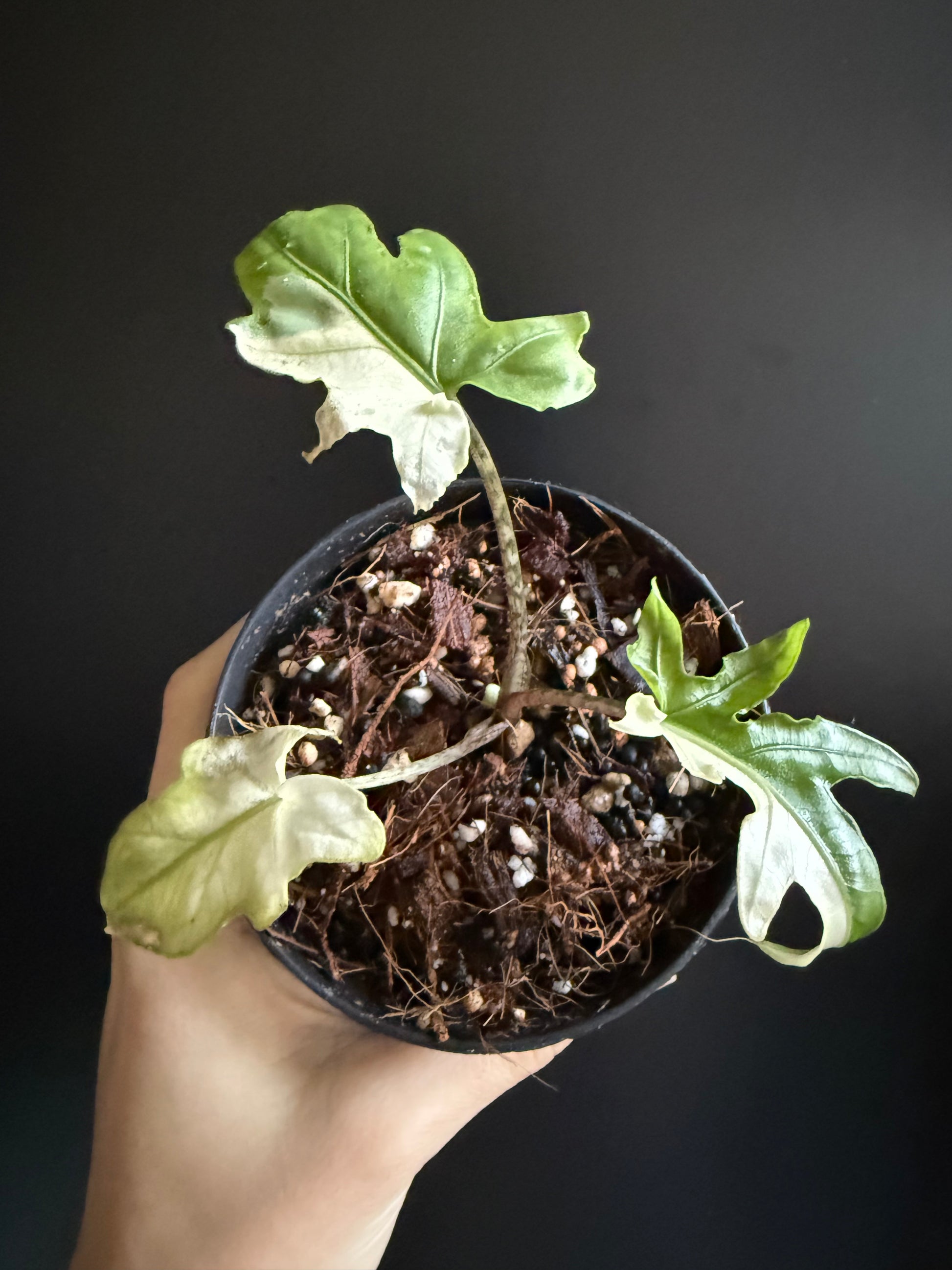 Variegated Alocasia Brancifolia "Pink Passion" Albo