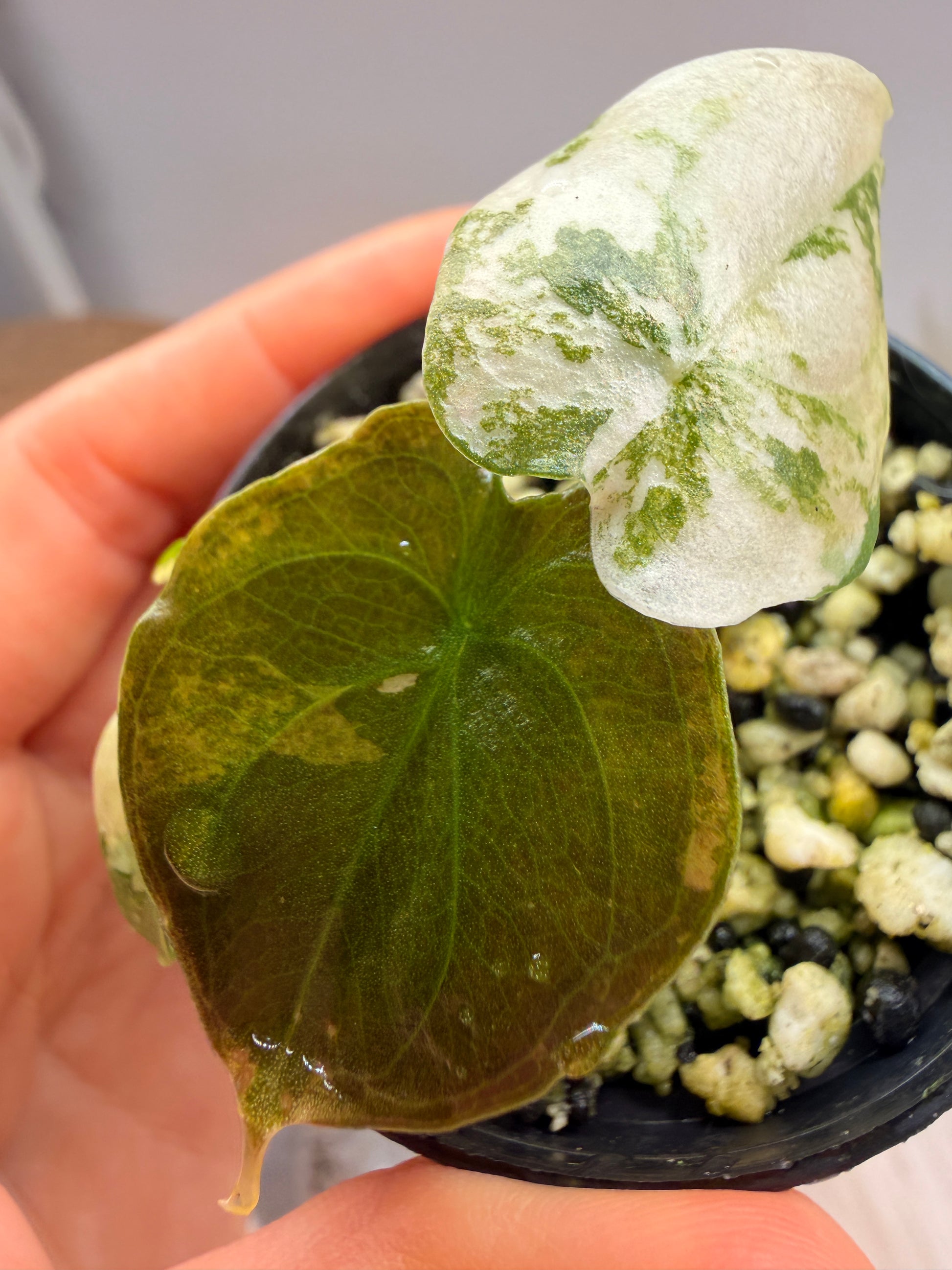 Variegated Alocasia Cuprea Latte
