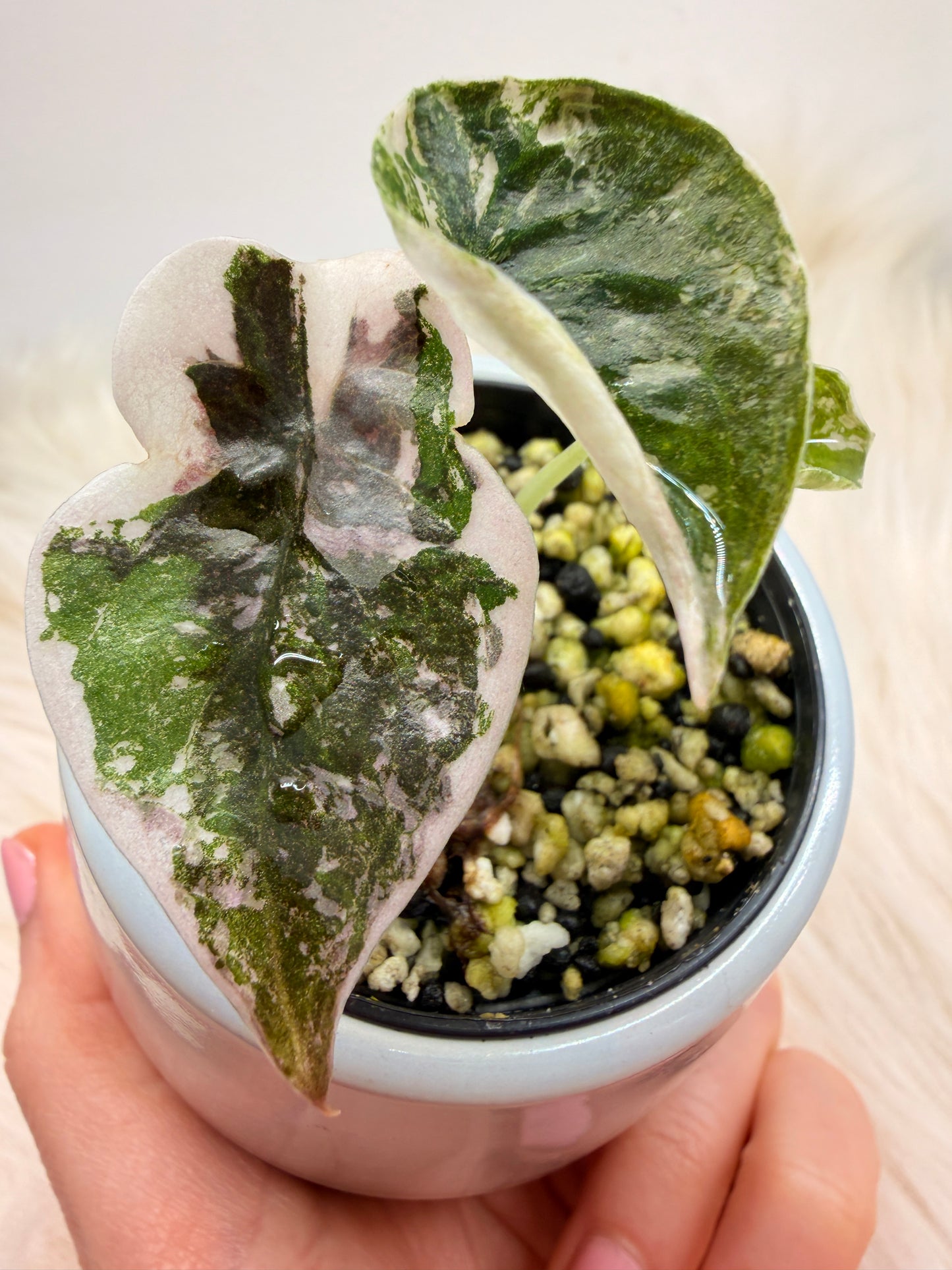 Variegated Alocasia Cuprea Pink