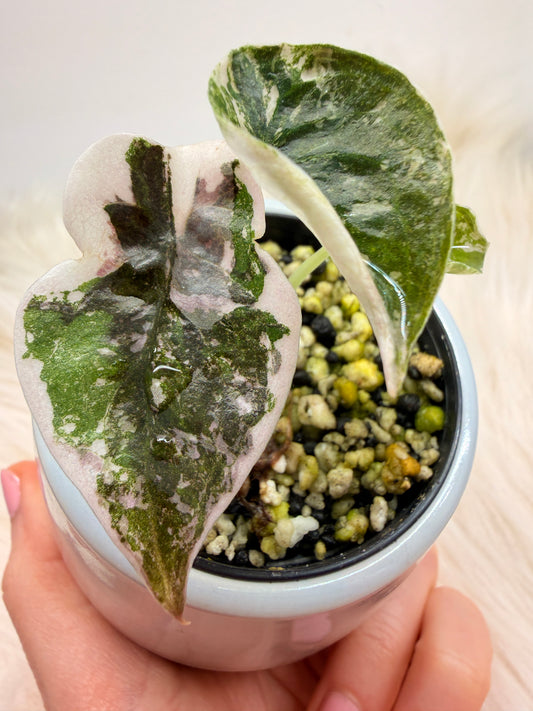 Variegated Alocasia Cuprea Pink