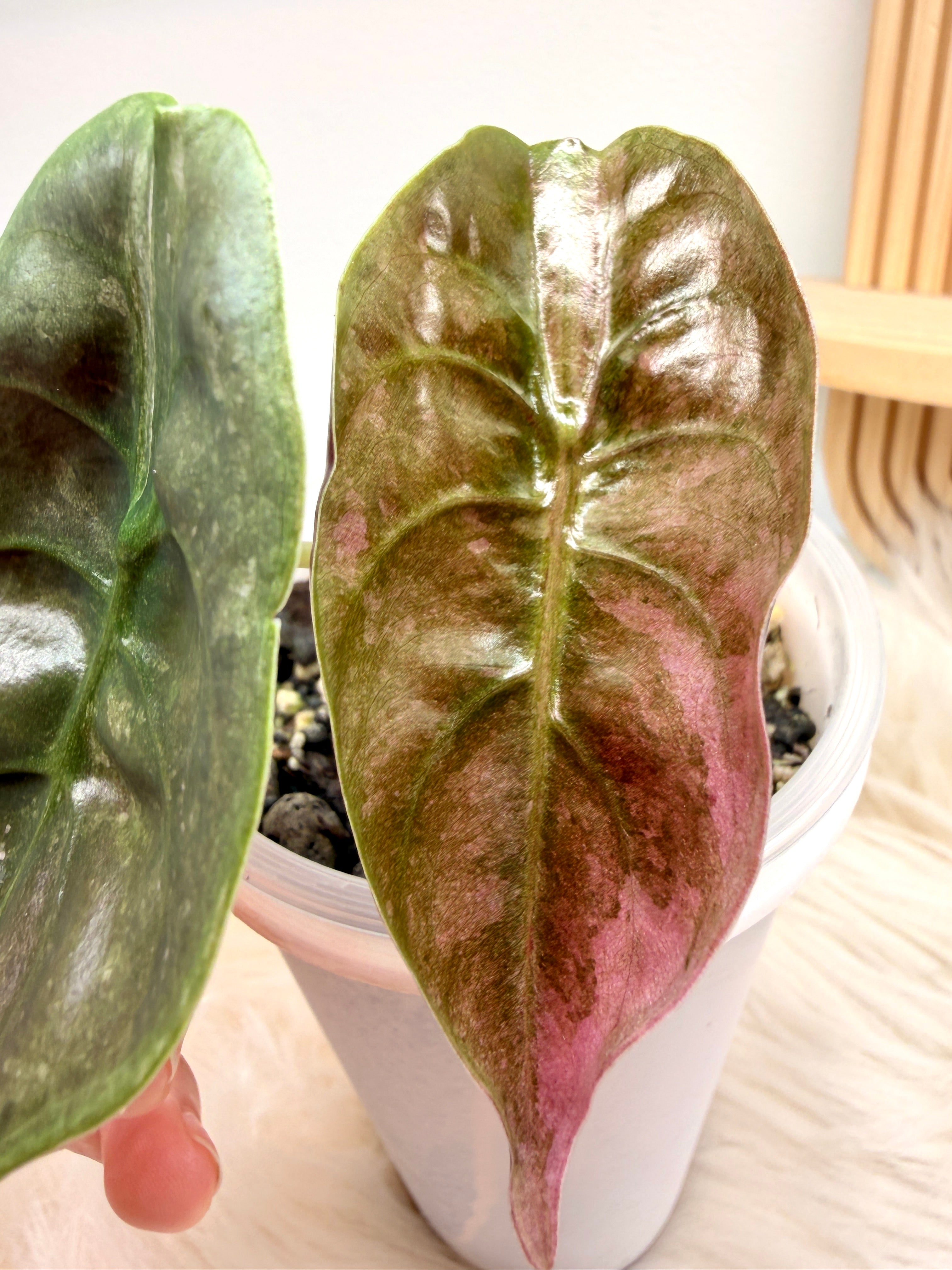 Variegated Alocasia Cuprea Mint Variegata | Rare Alocasia