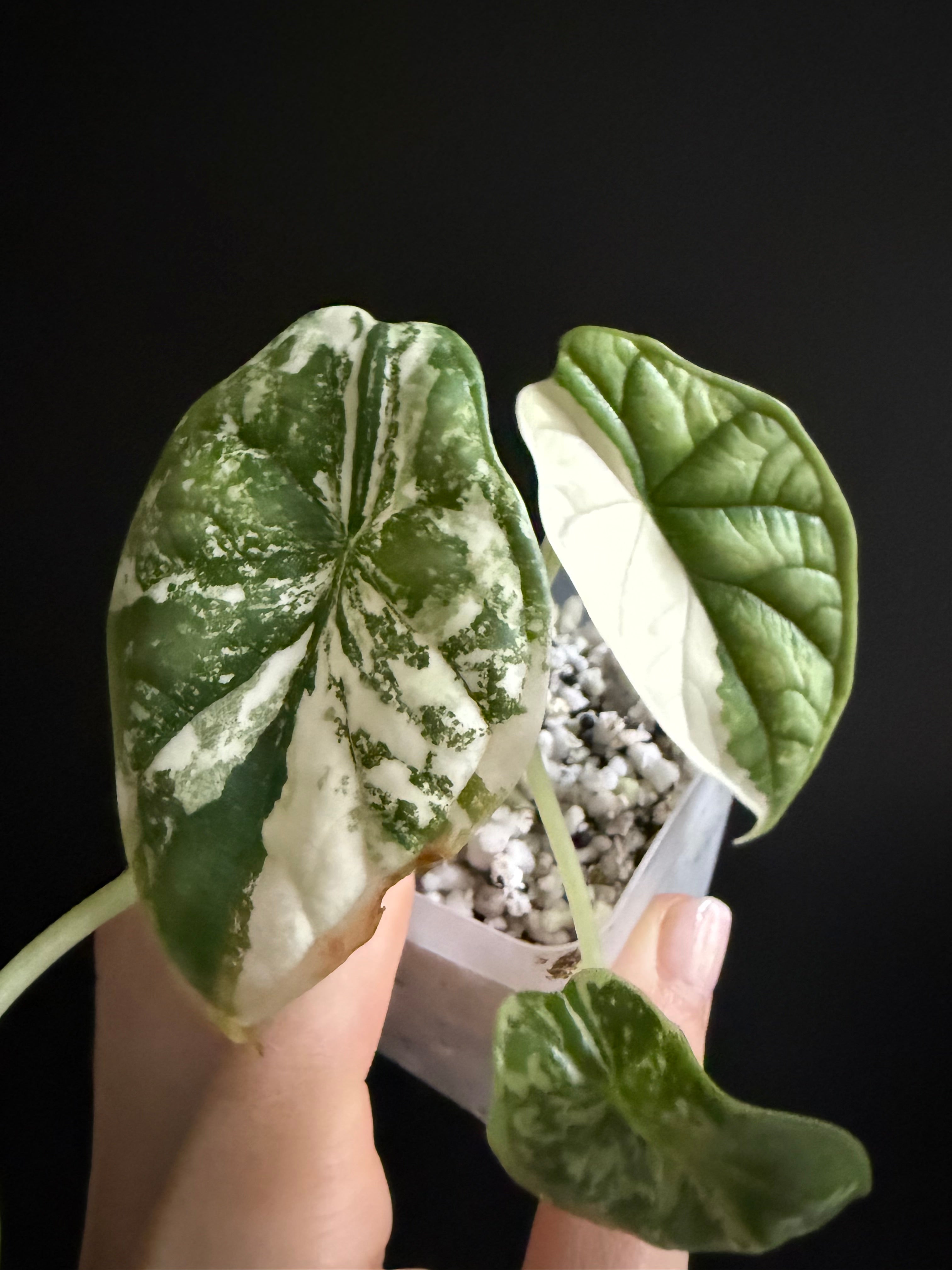 Variegated Alocasia Dragon Scale Albo Corm / Bulb – Serenity Botanics