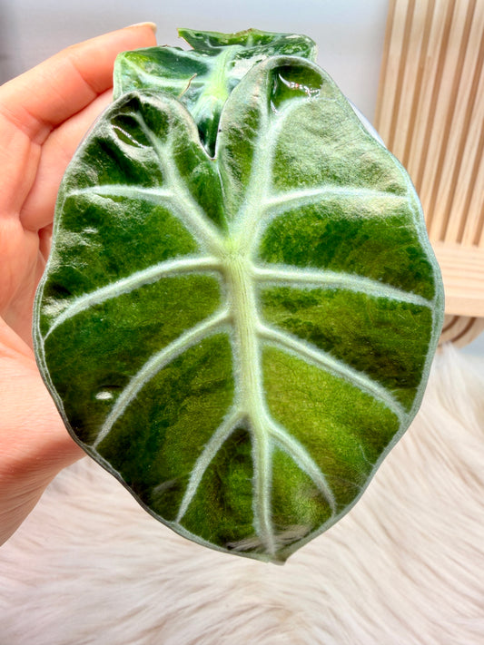 Variegated Alocasia Heart Balloon Aurea