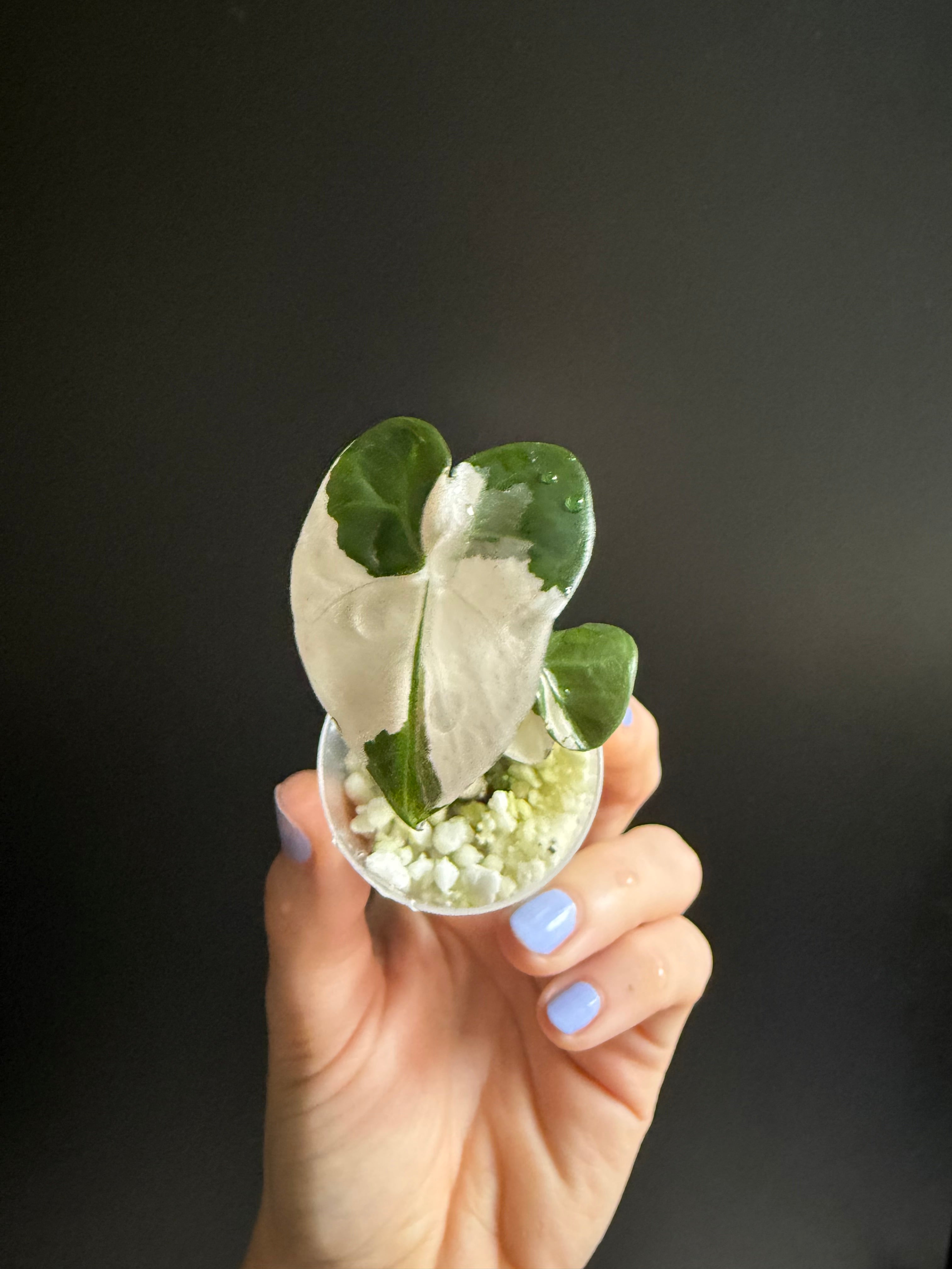 その他観葉植物 ALOCASIA HEART BALLON PINK VARIGATED ALOCASIA HEART BALLON PINK VARIGATED / アロカシア ハート