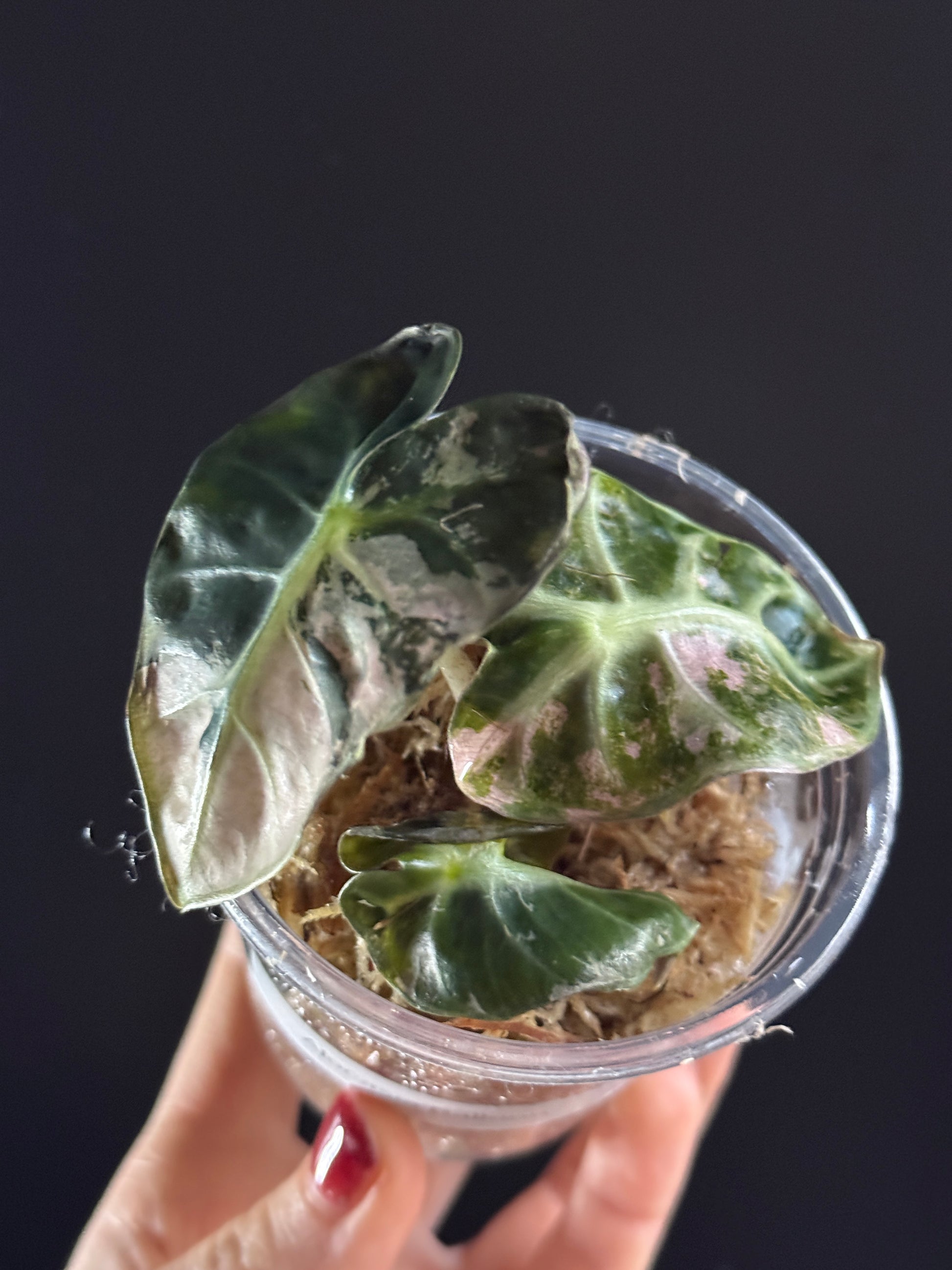 Variegated Alocasia Heart Balloon Pink