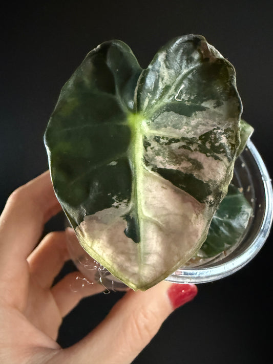Variegated Alocasia Heart Balloon Pink