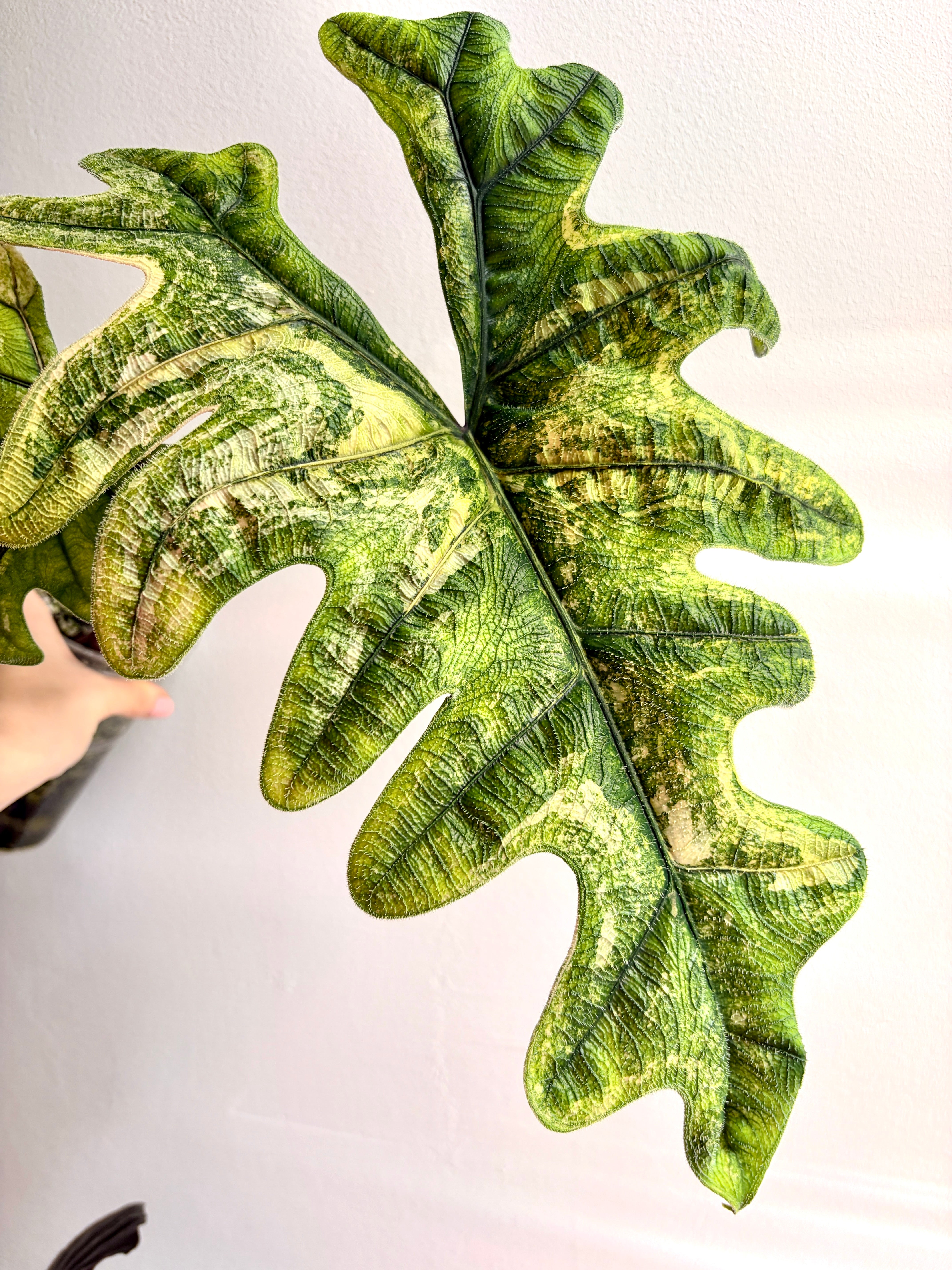 Variegated Alocasia Jacklyn Corms | Rare Variegated Bulbs