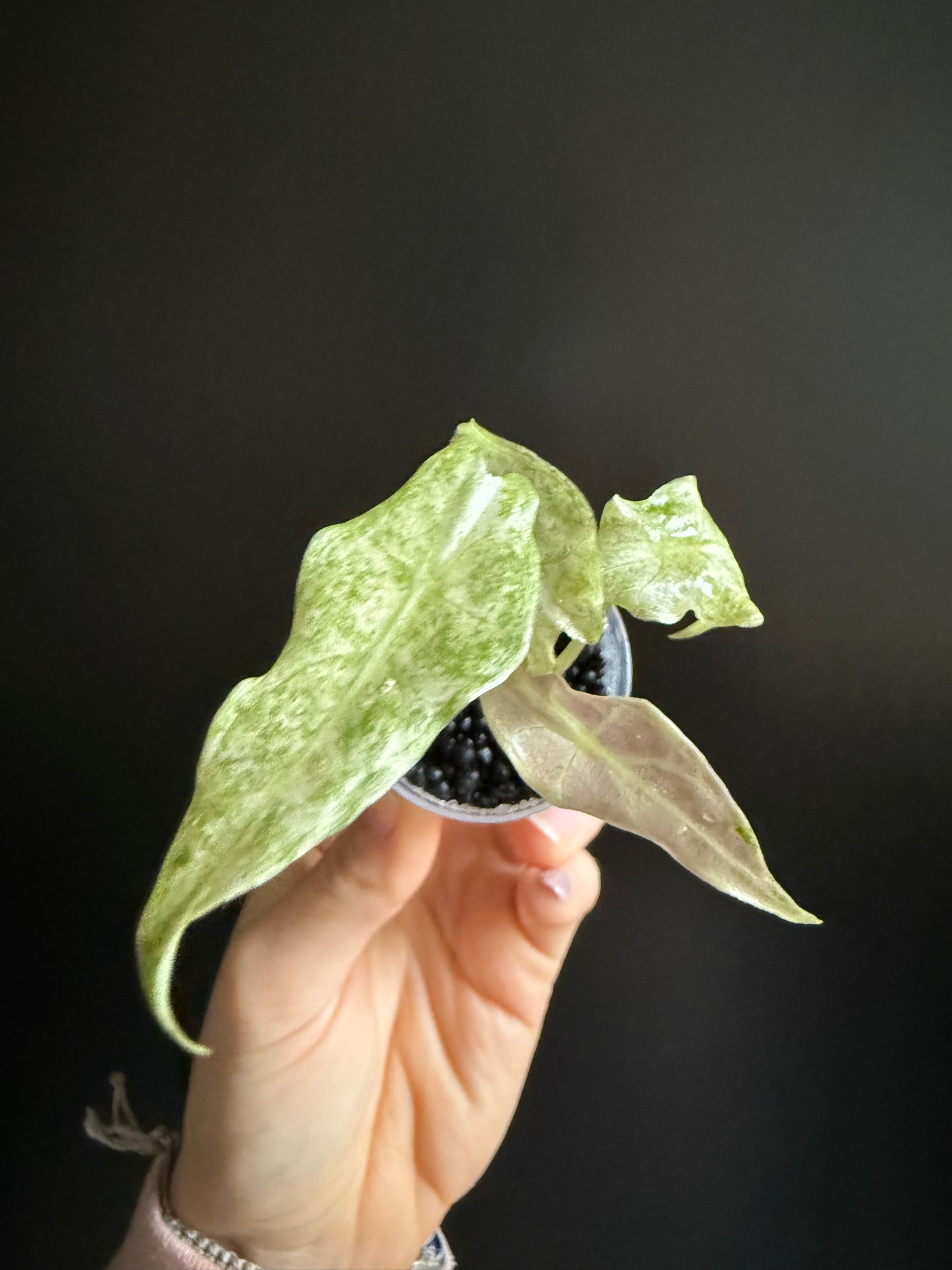 Variegated Alocasia Longiloba Black Satun Stardust Pink