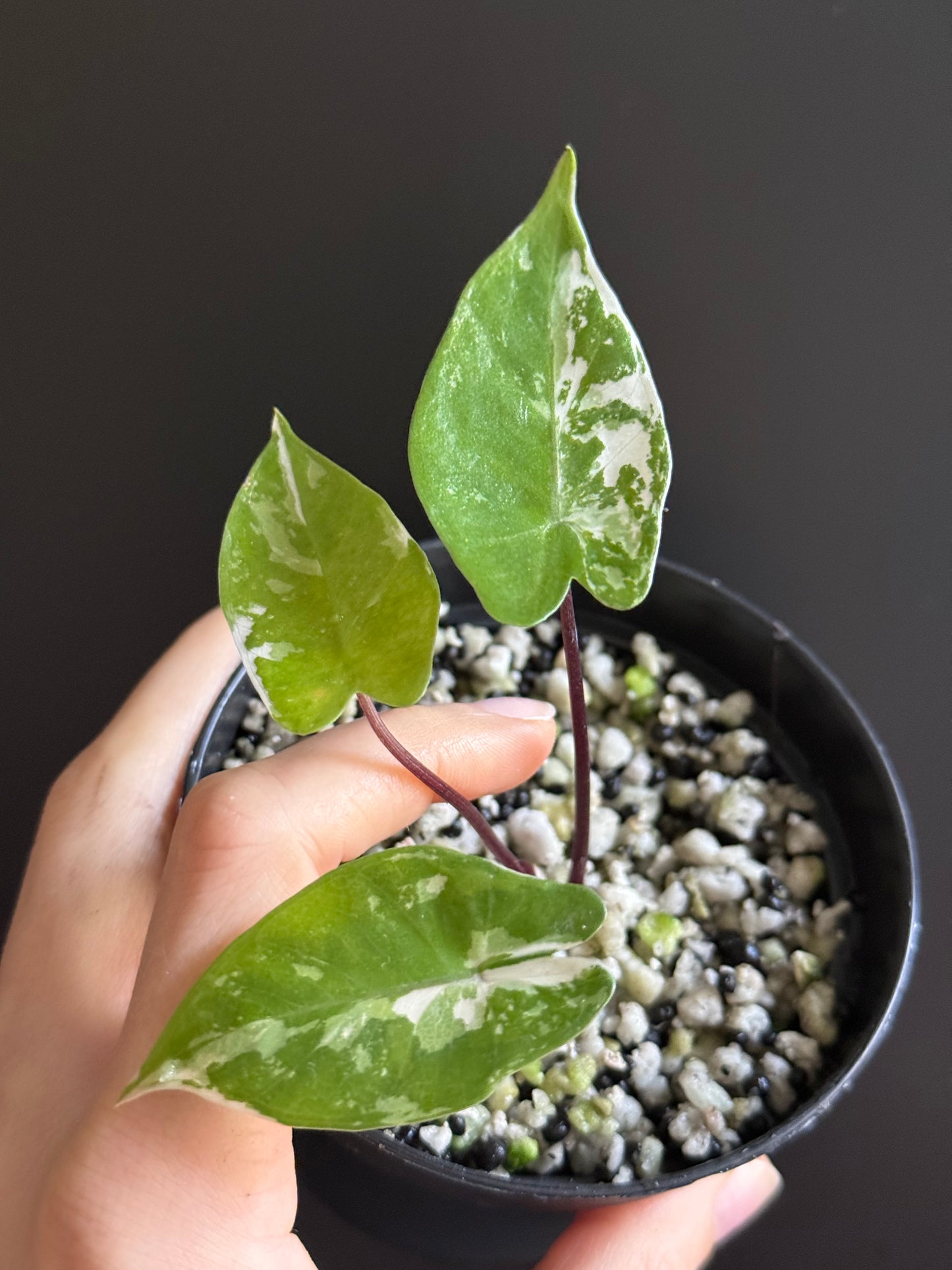 Variegated Alocasia Macrorhizza Black Stem Albo